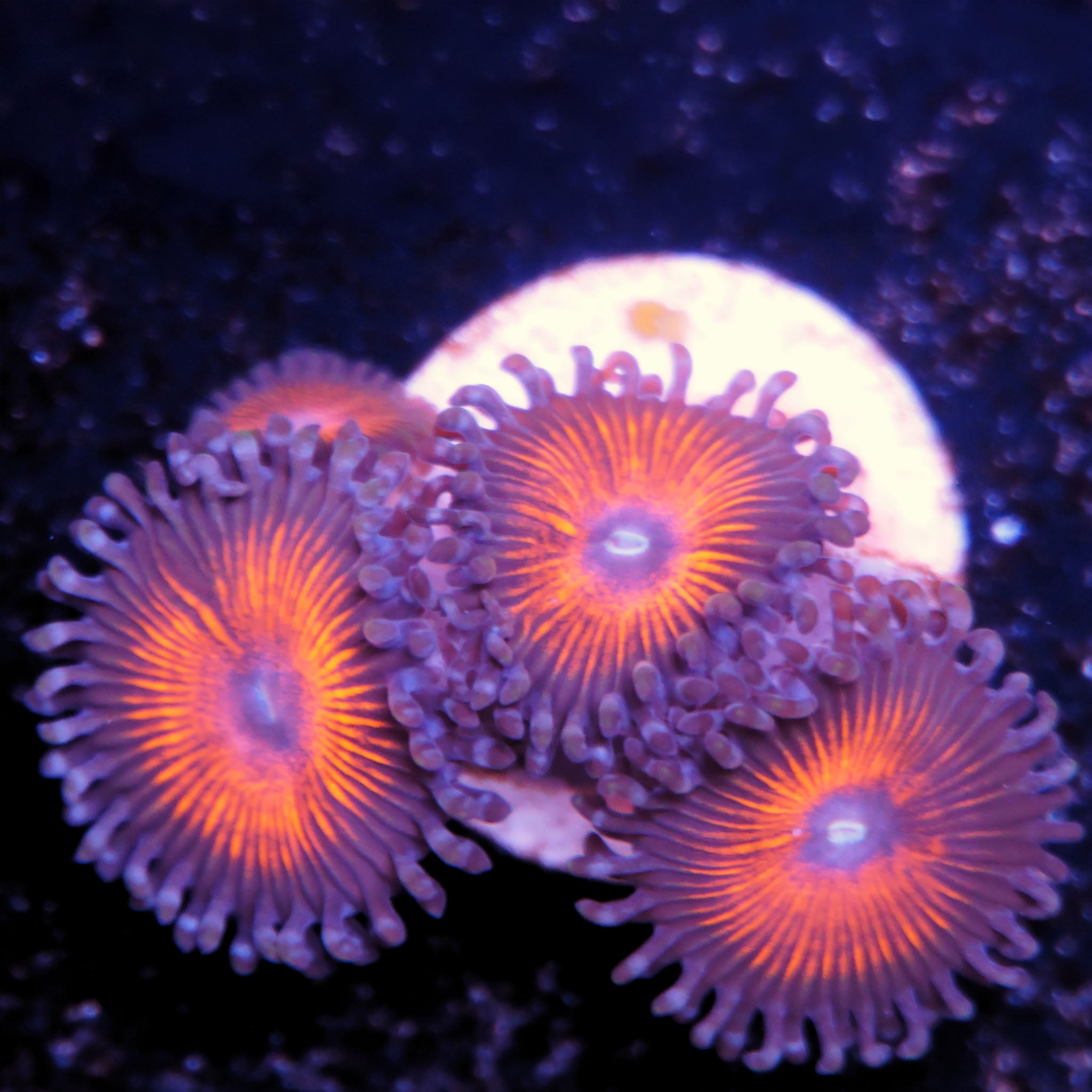 Zoanthus Armor of God Korallenableger aus Nachzucht bei Tageslicht in Orange