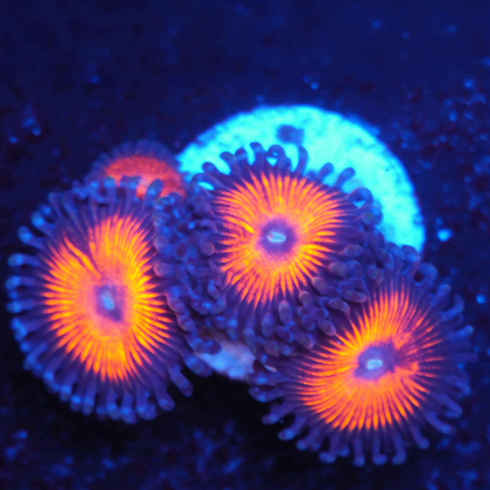 Zoanthus Armor of God Korallenableger aus Nachzucht bei Blaulicht in den Farben Blau und Orange
