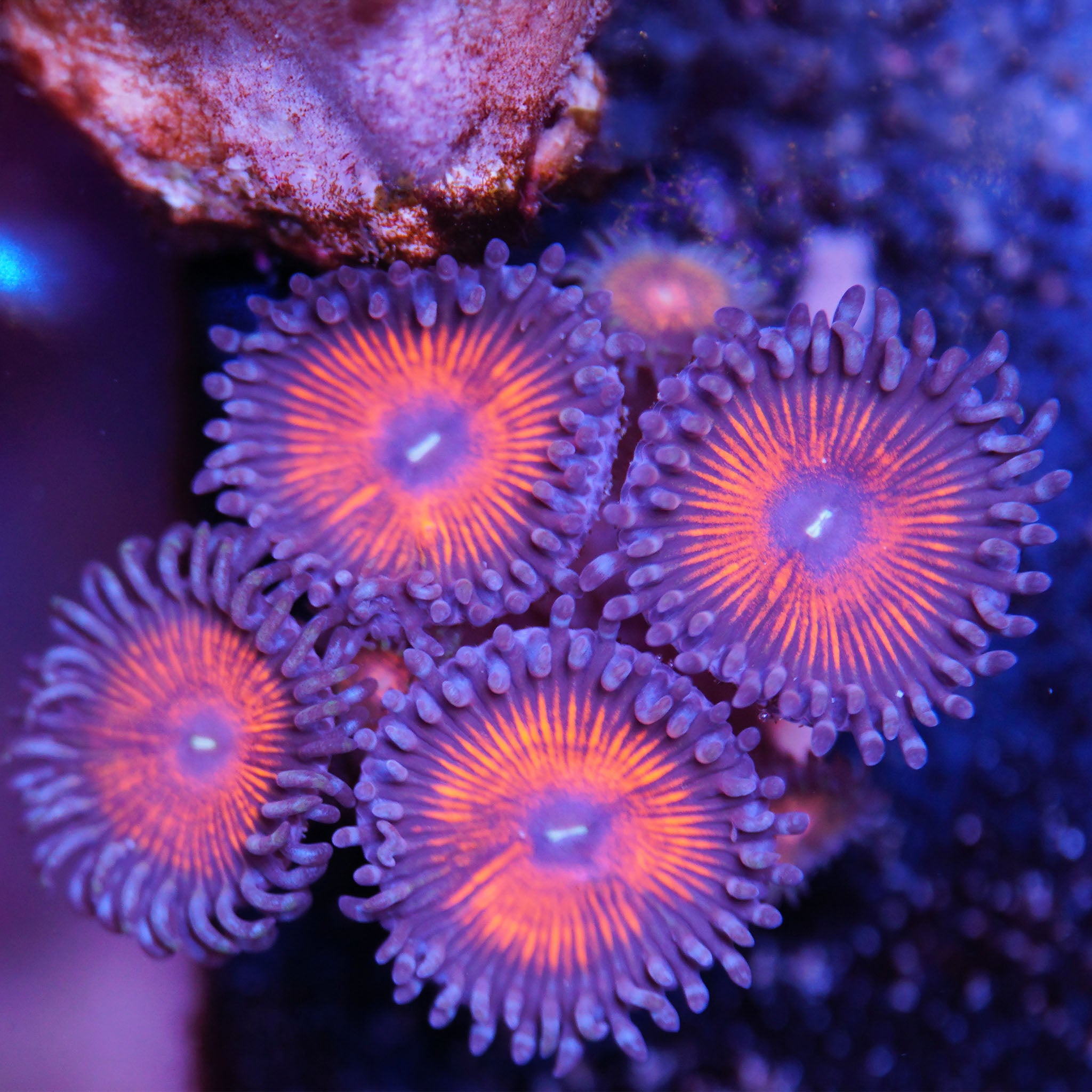 Zoanthus Armor of God Korallenableger aus Nachzucht bei Blaulicht in Orange