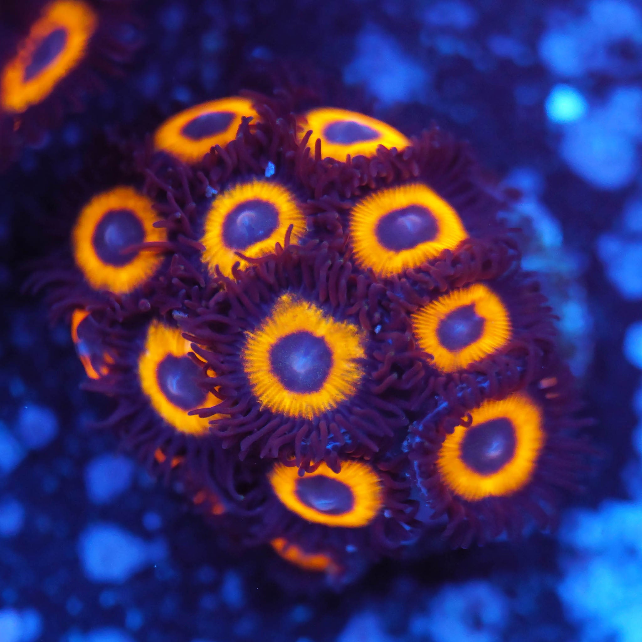 Zoanthus Johnny Pumpkin Korallenableger bei Blaulicht