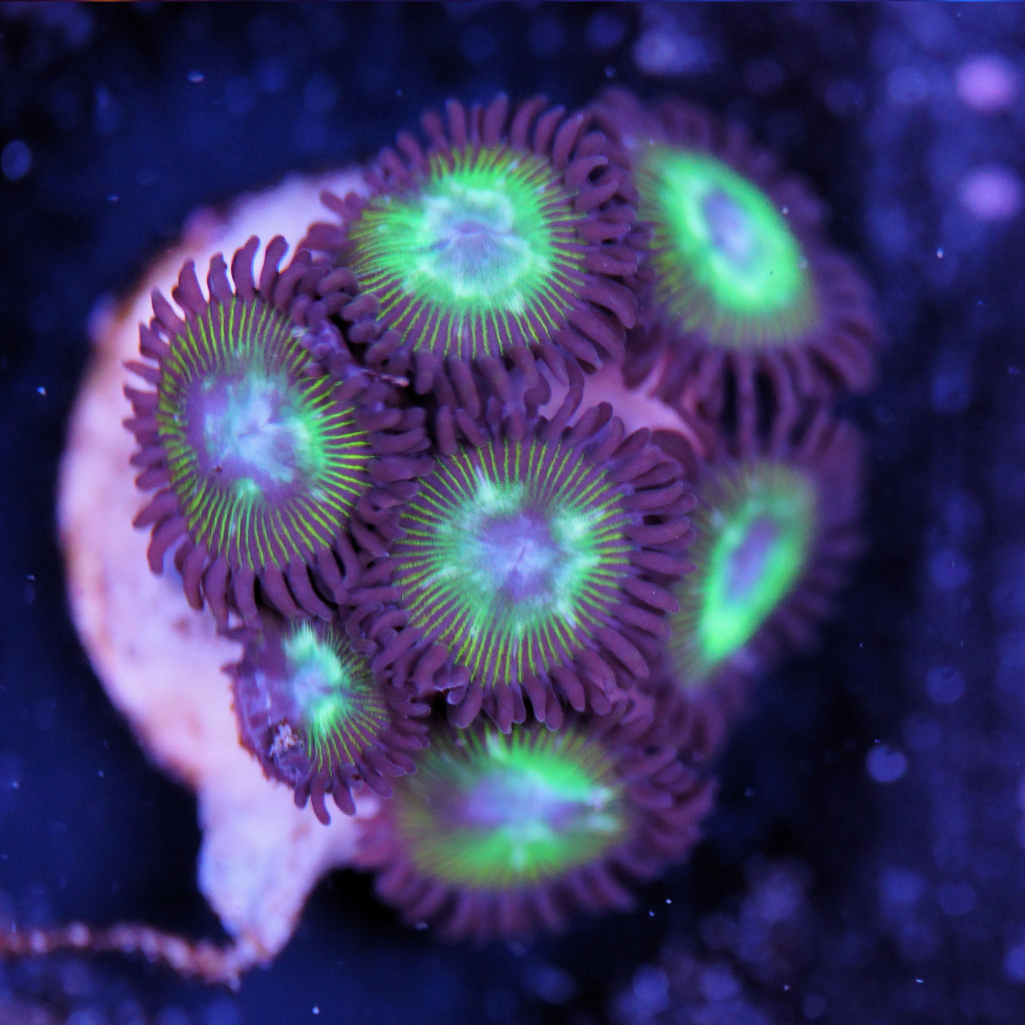 Zoanthus Mean Green Korallenableger aus Nachzucht