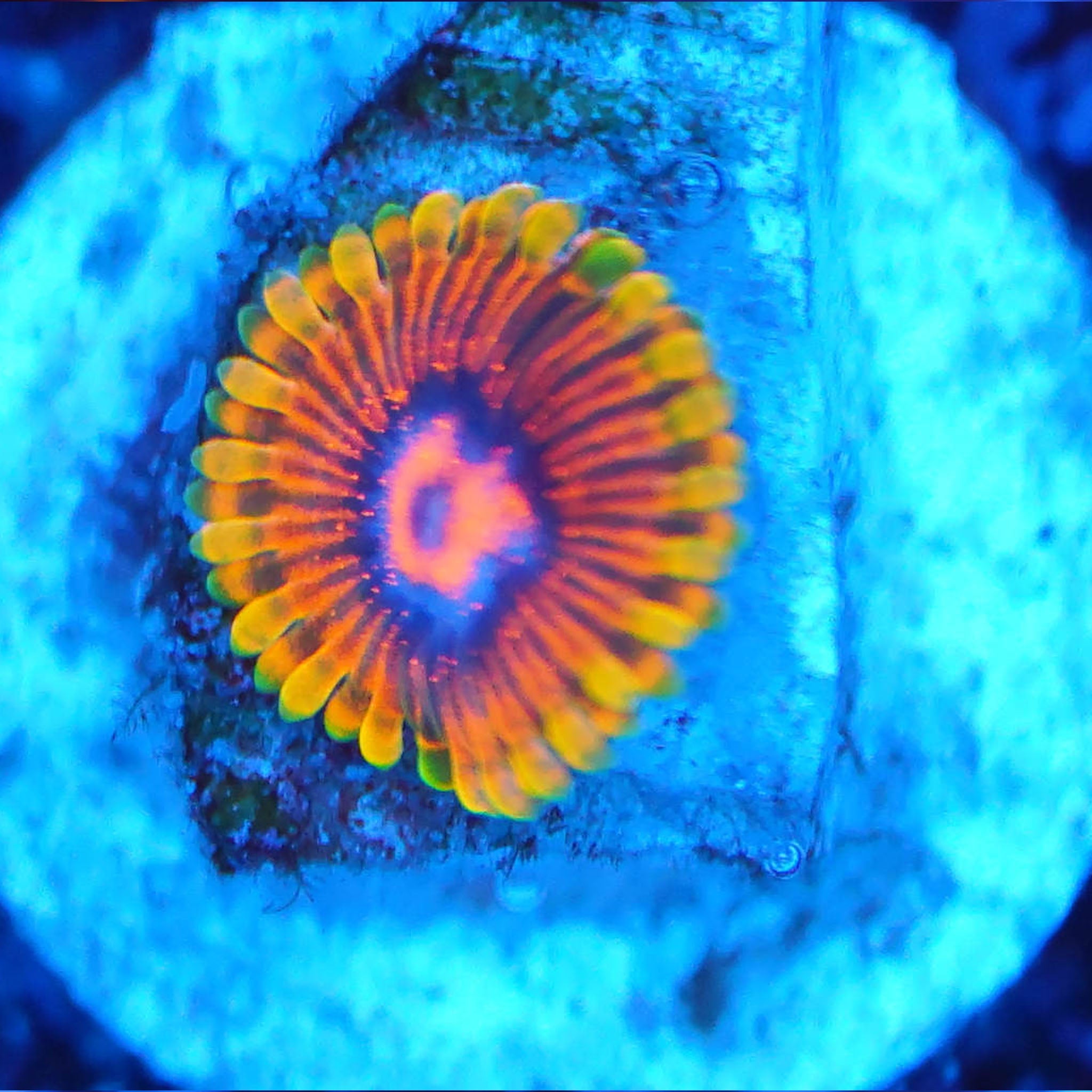 Zoanthus Mind Trick Korallenableger aus Nachzucht bei Blaulicht