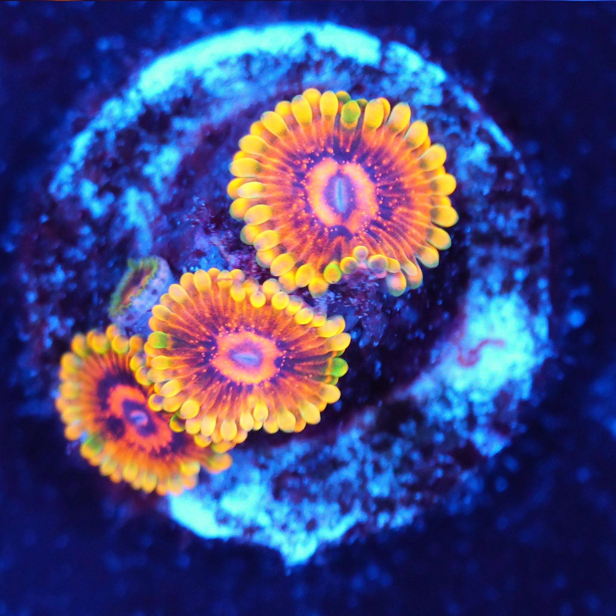 Zoanthus Jedi Mind Trick Korallenableger aus Nachzucht bei Blaulicht