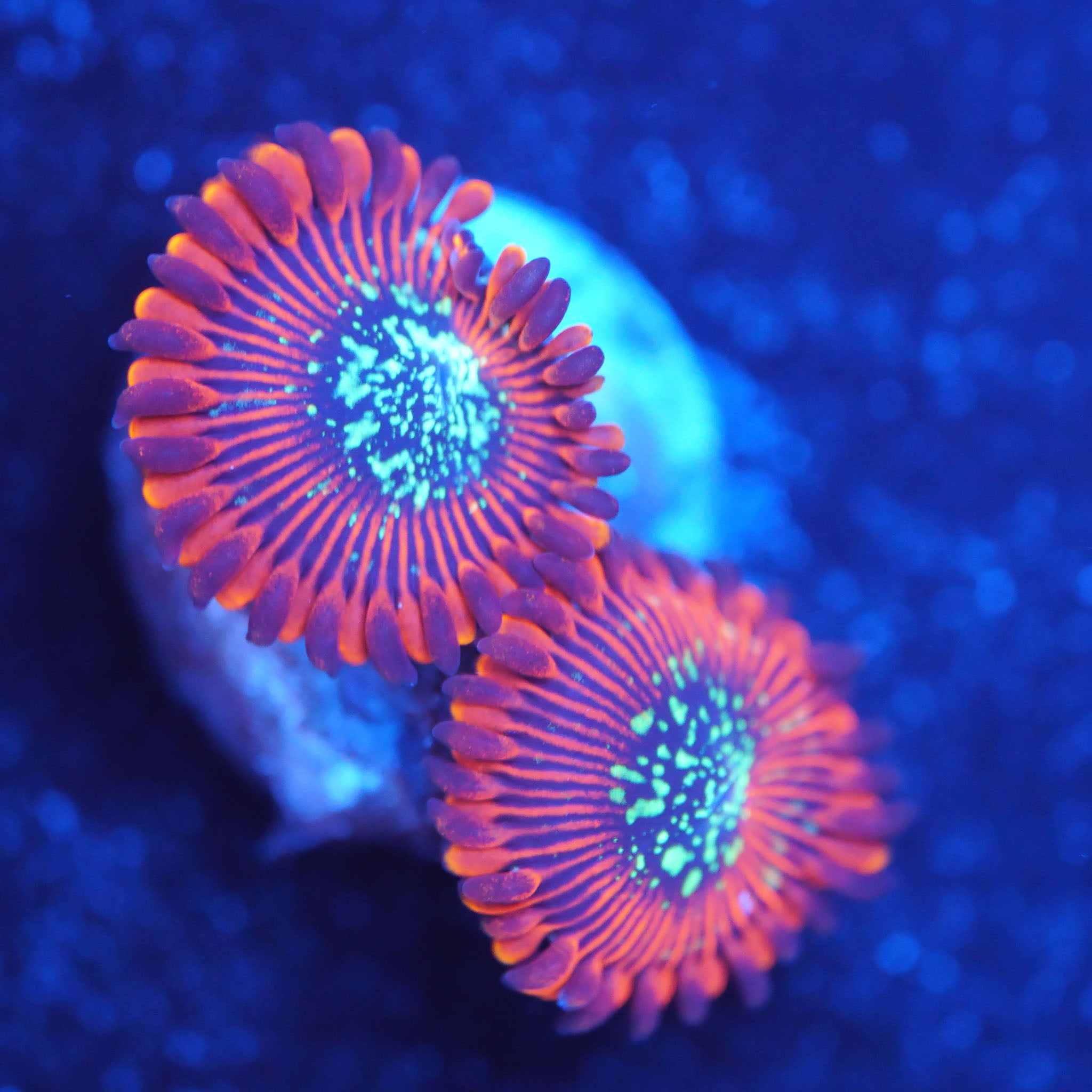 Zoanthus Red Magician Korallenableger bei Blaulicht