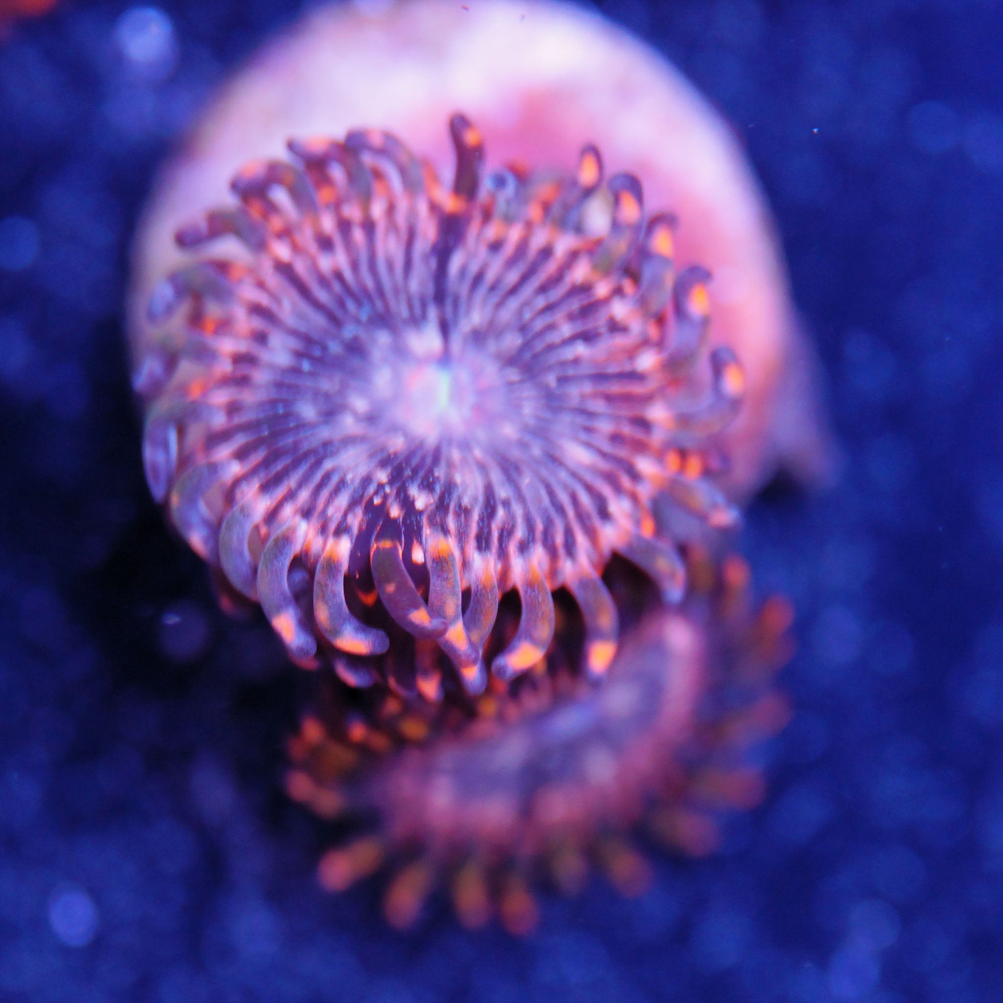 Zoanthus Utter ChaosKorallenableger aus Nachzucht bei Tageslicht