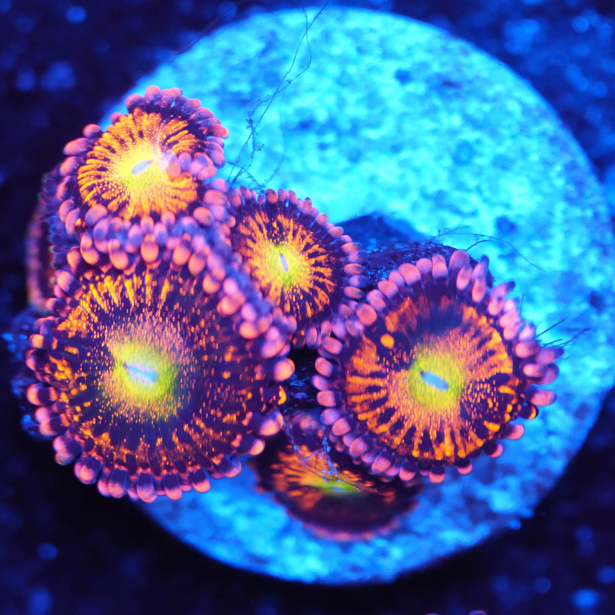 Zoanthus Alien Antivenom Korallenableger aus Nachzucht bei Blaulicht in den Pink mit goldenen Sprenkel