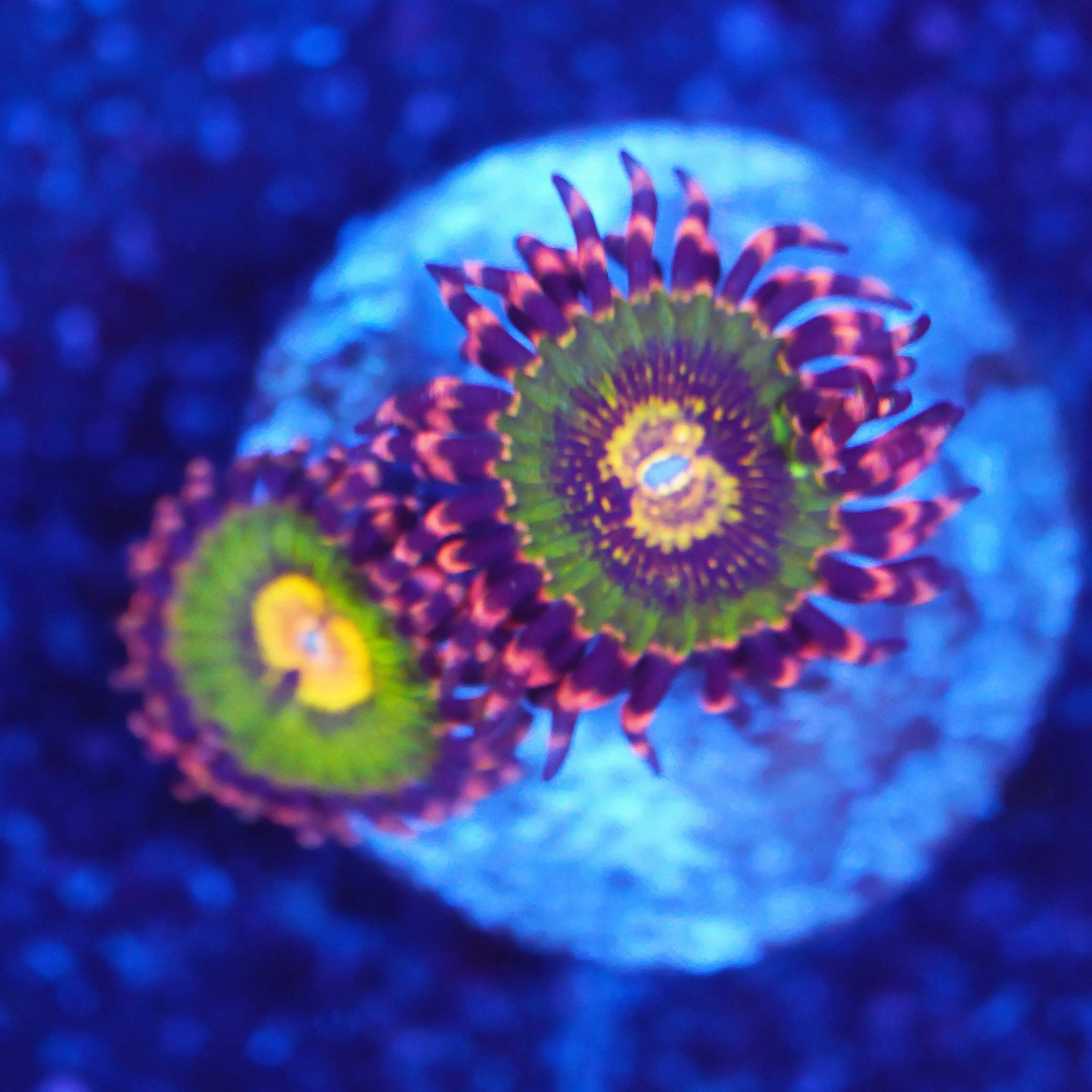 Zoanthus Butt Kisser 2 Polypen