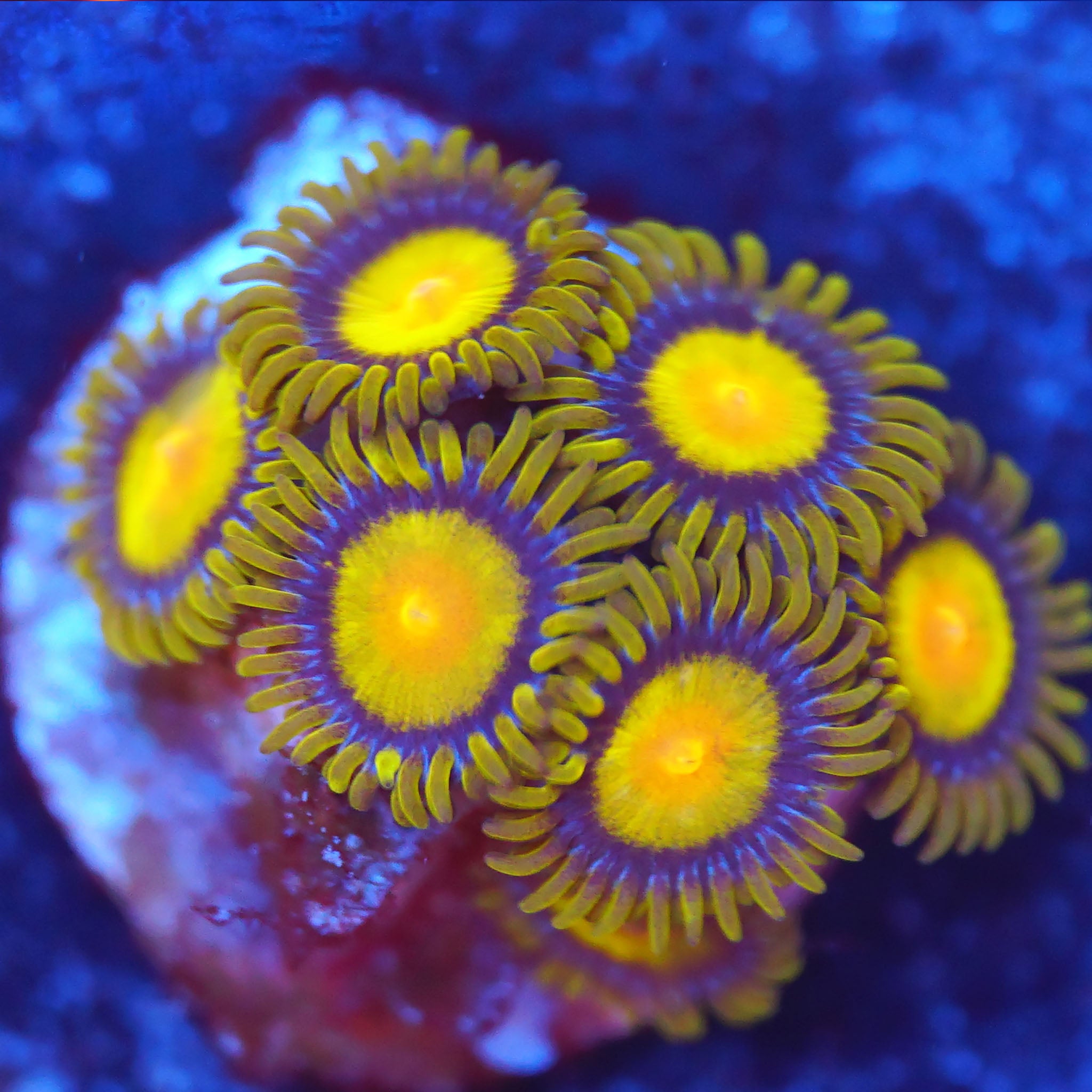 Zoanthus King Midasi Korallenableger aus Nachzucht bei Blaulicht