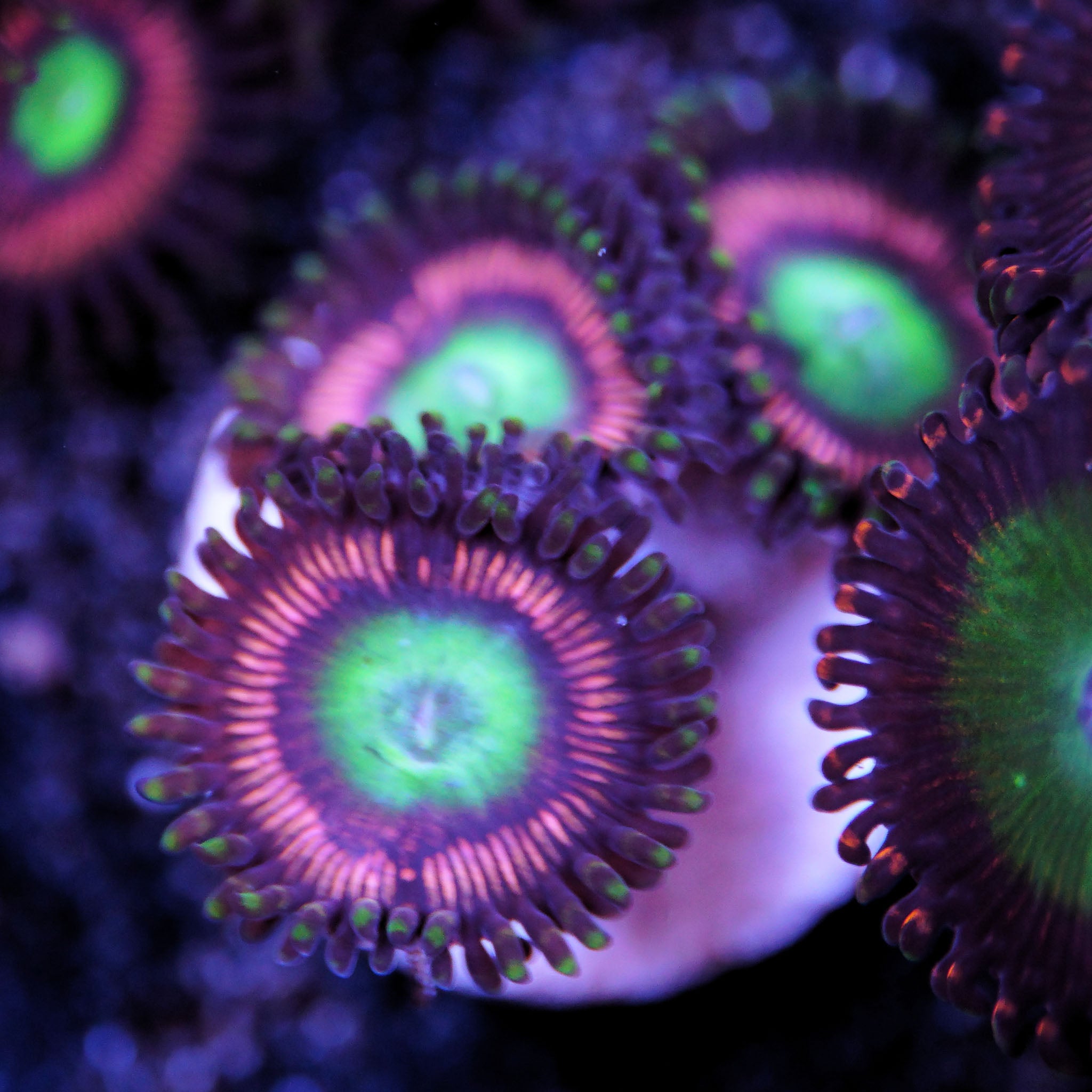 Zoanthus Lord of The Rings Ultra Zoanthus kleiner Ableger