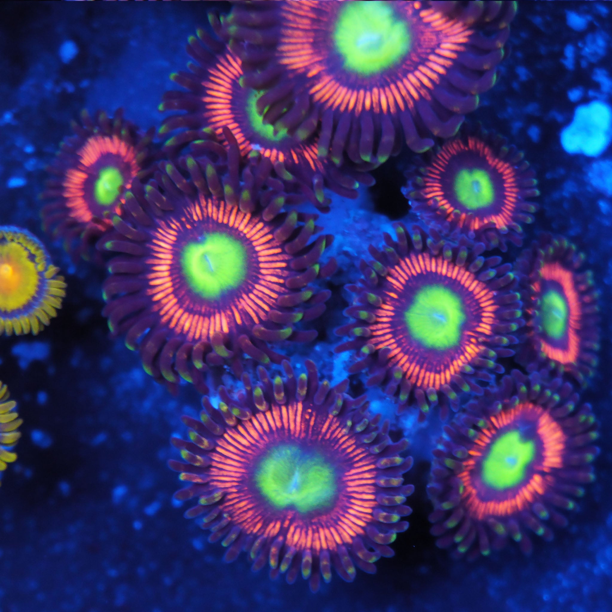 Zoanthus Lord of The Rings Ultra Zoanthus großer Ableger bei Blaulicht