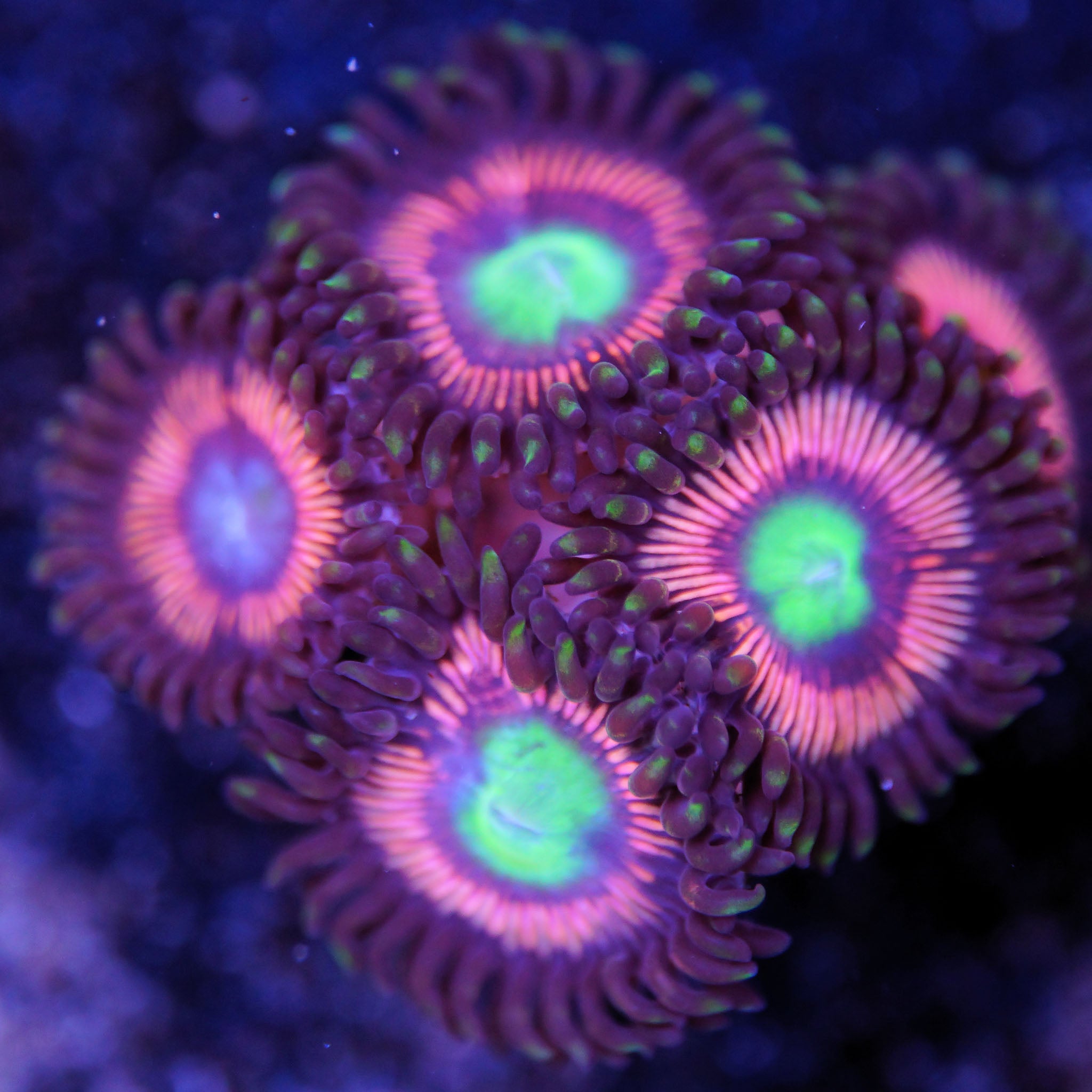 Zoanthus Lord of The Rings Ultra Zoanthus mittlerer Ableger