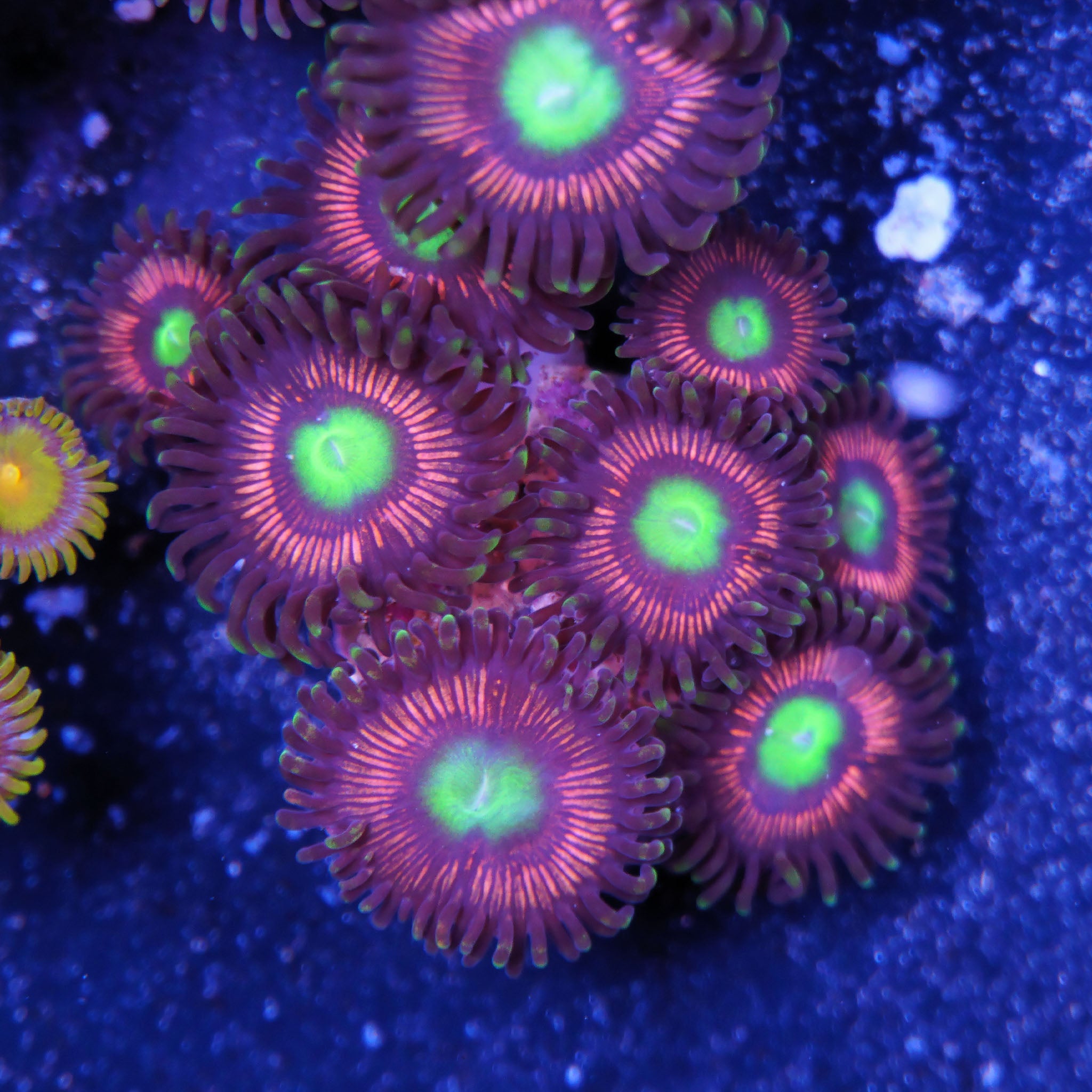 Zoanthus Lord of The Rings Ultra Zoanthus großer Ableger