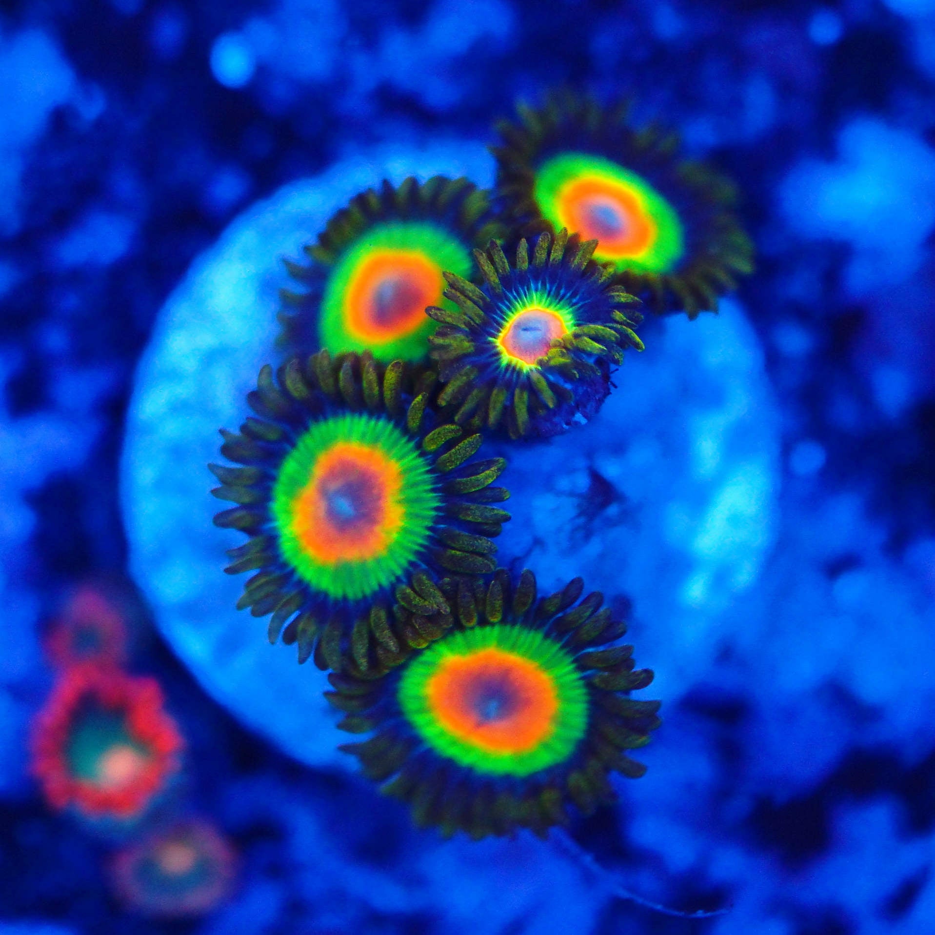 Zoanthus Rasta