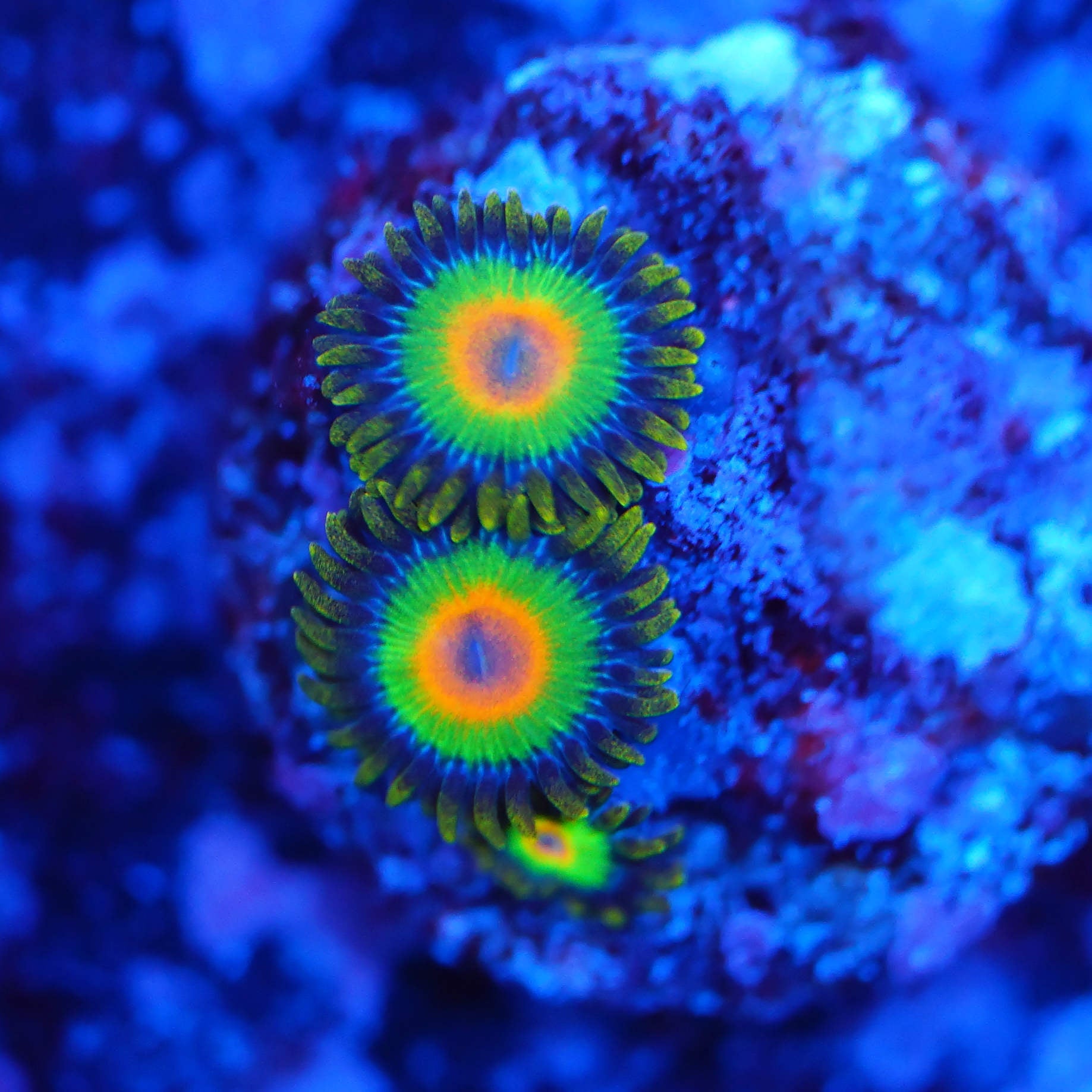 Zoanthus Rasta