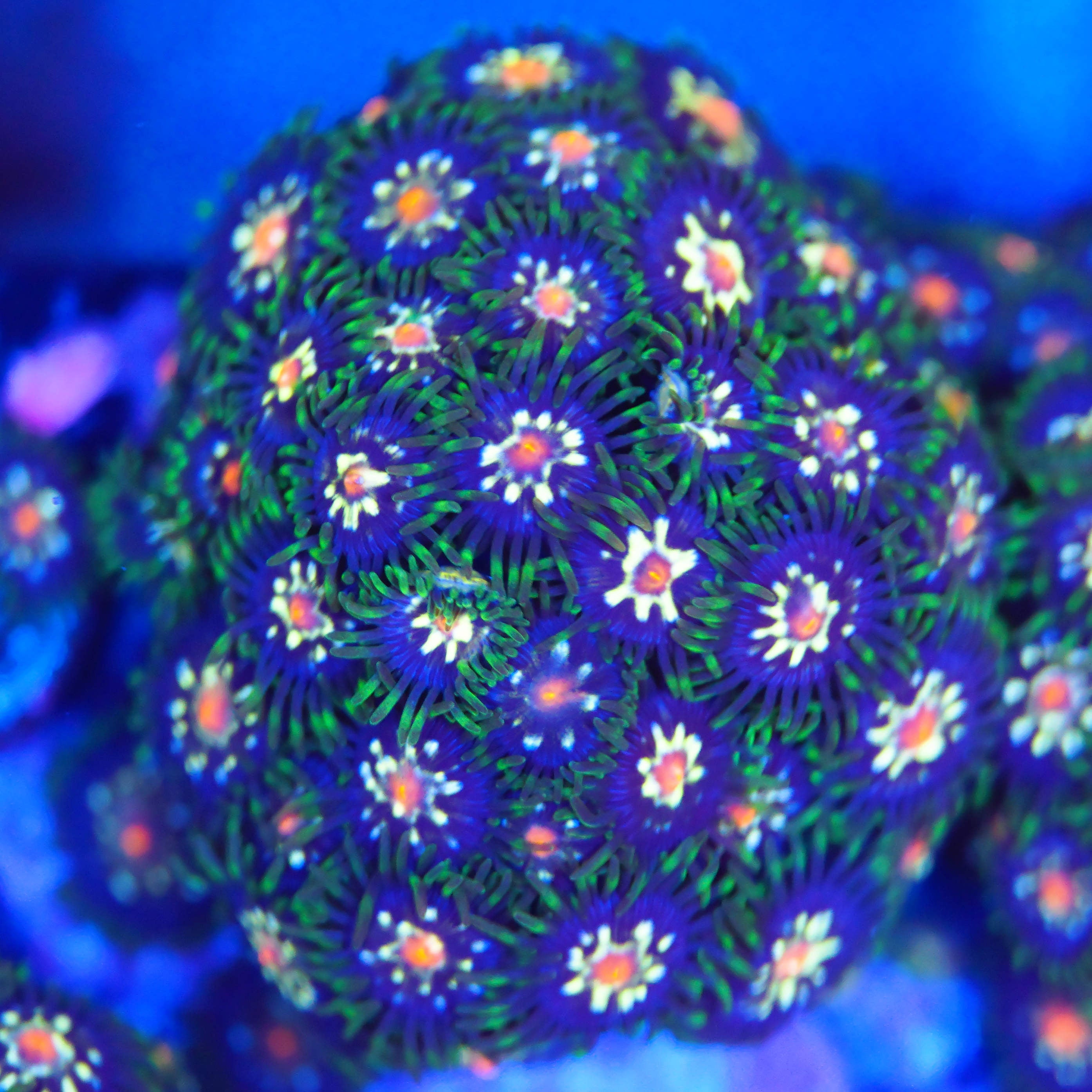 Zoanthus Stargazer XXL