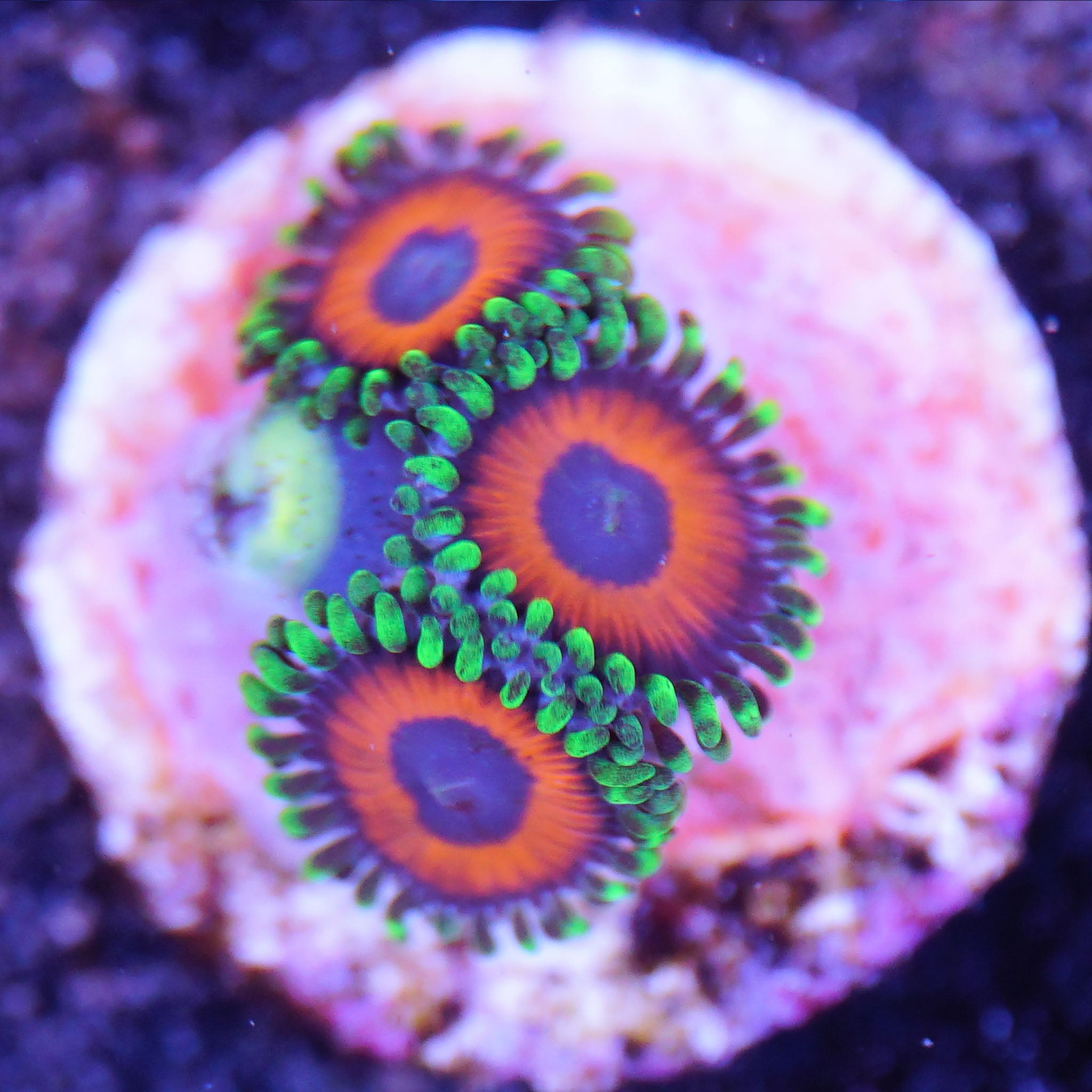 Zoanthus Watermelon Korallenableger aus Nachzucht bei Tageslicht