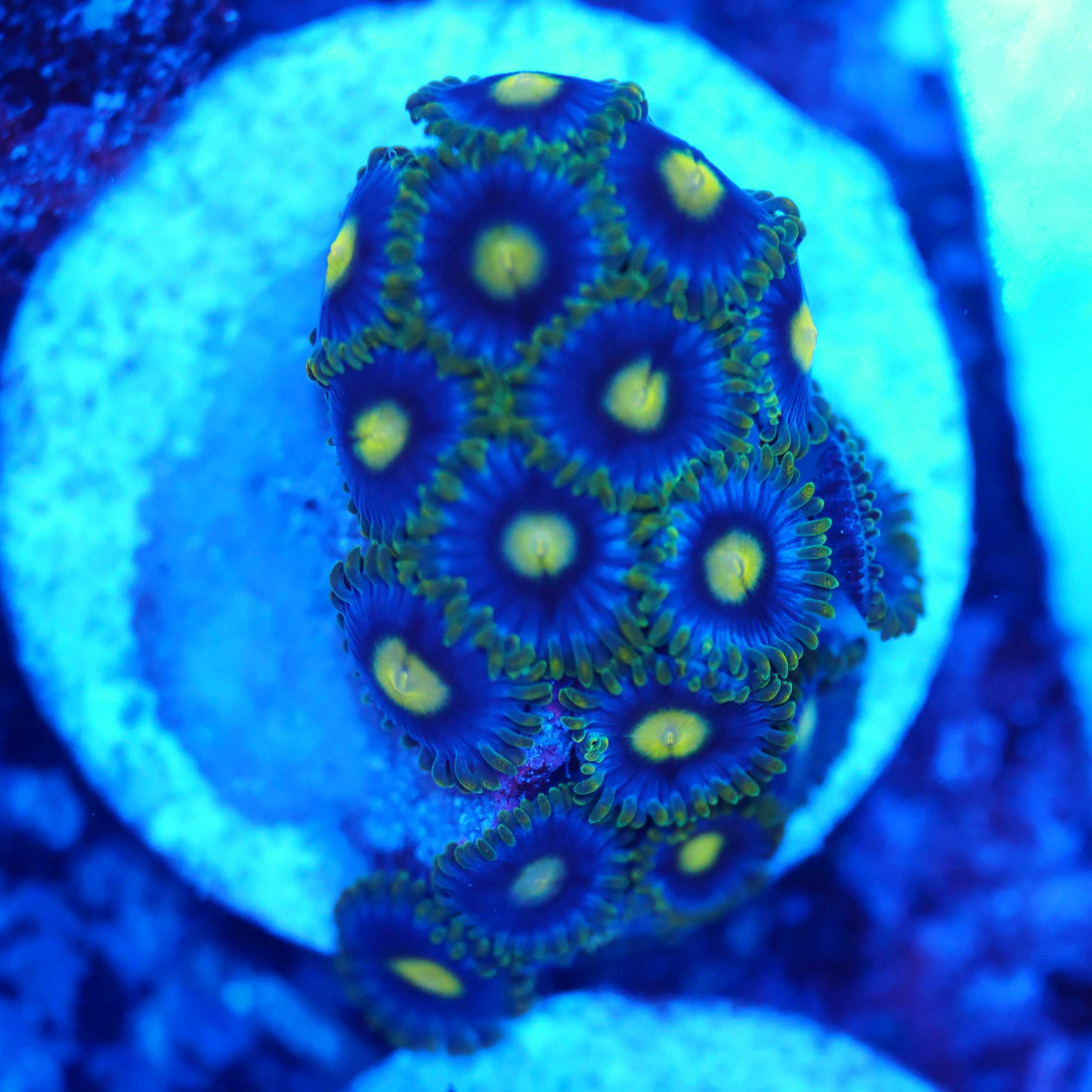 Blau grüne Zoanthus unter Blaulicht mit Filter
