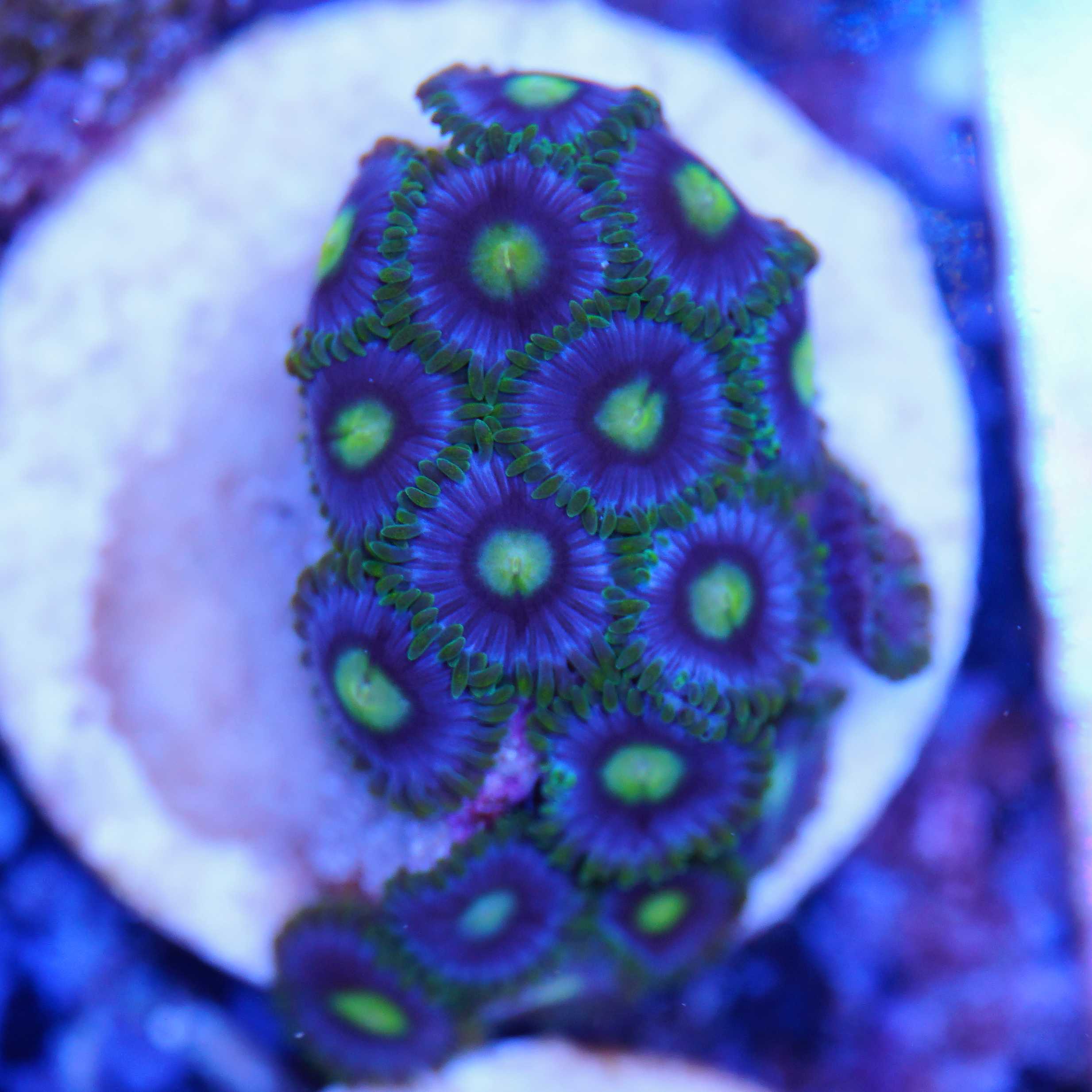 Zoanthus blau gruen mit vielen Polypen