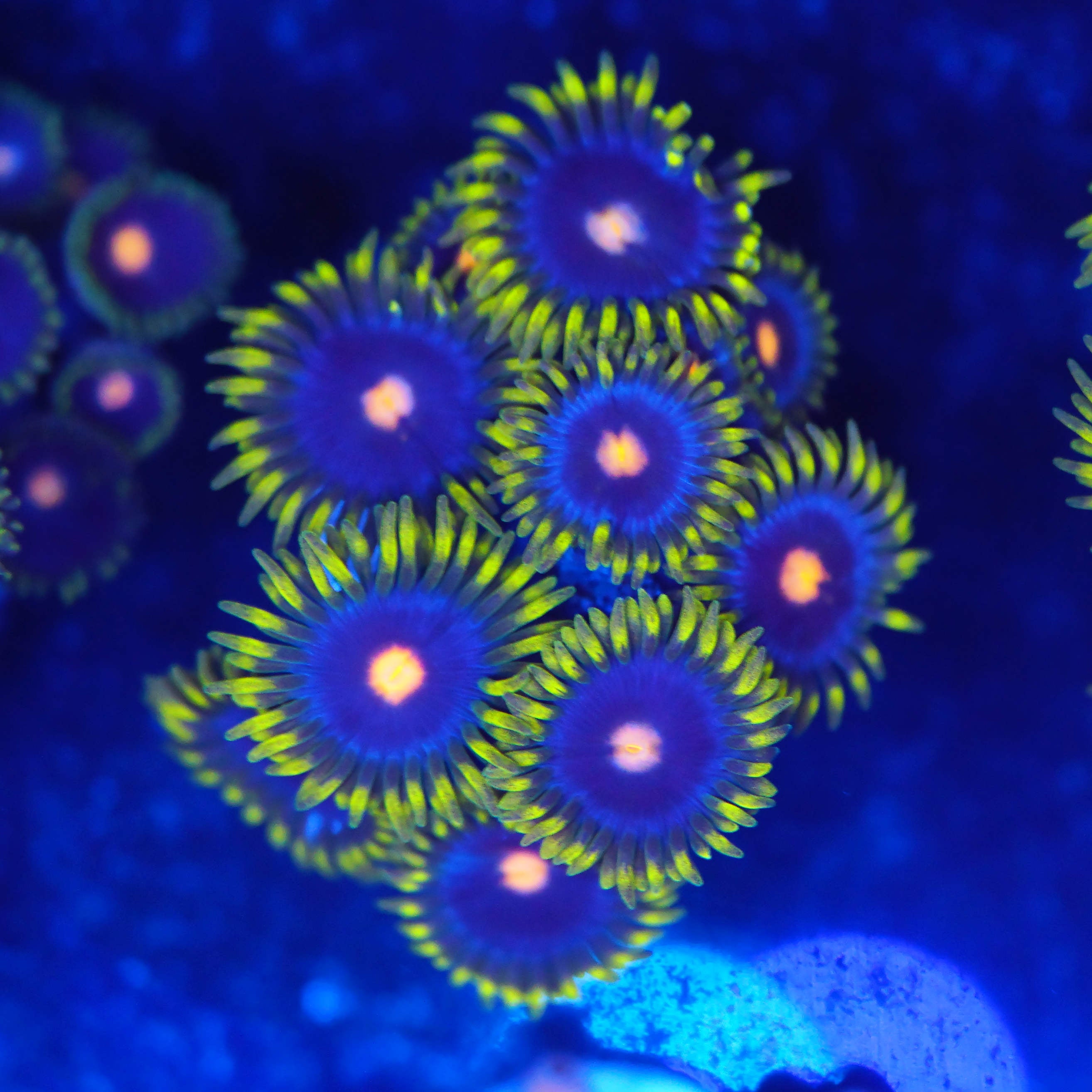 Zoanhtus eye of rah (L)