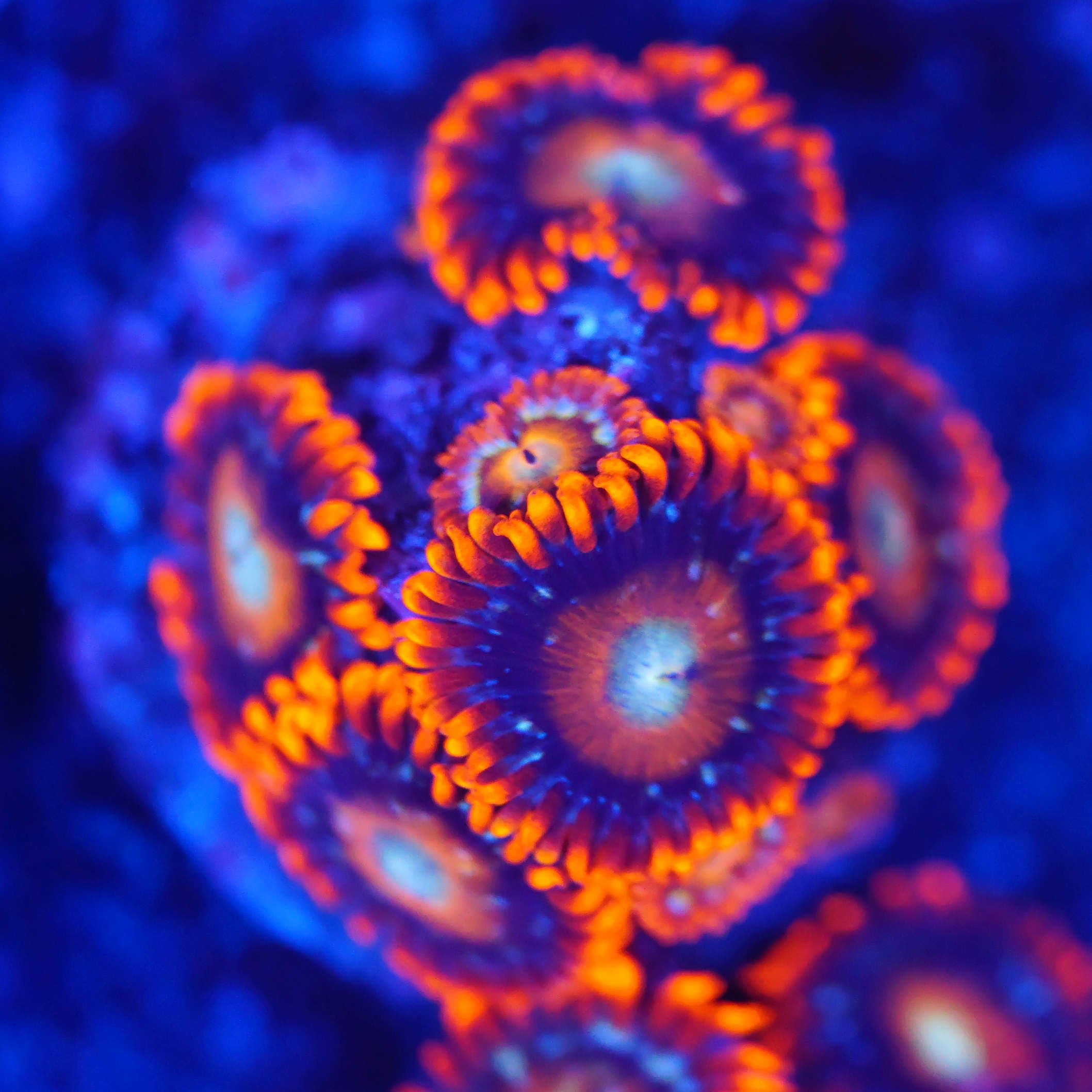 Zoanthus tequilla sunrise