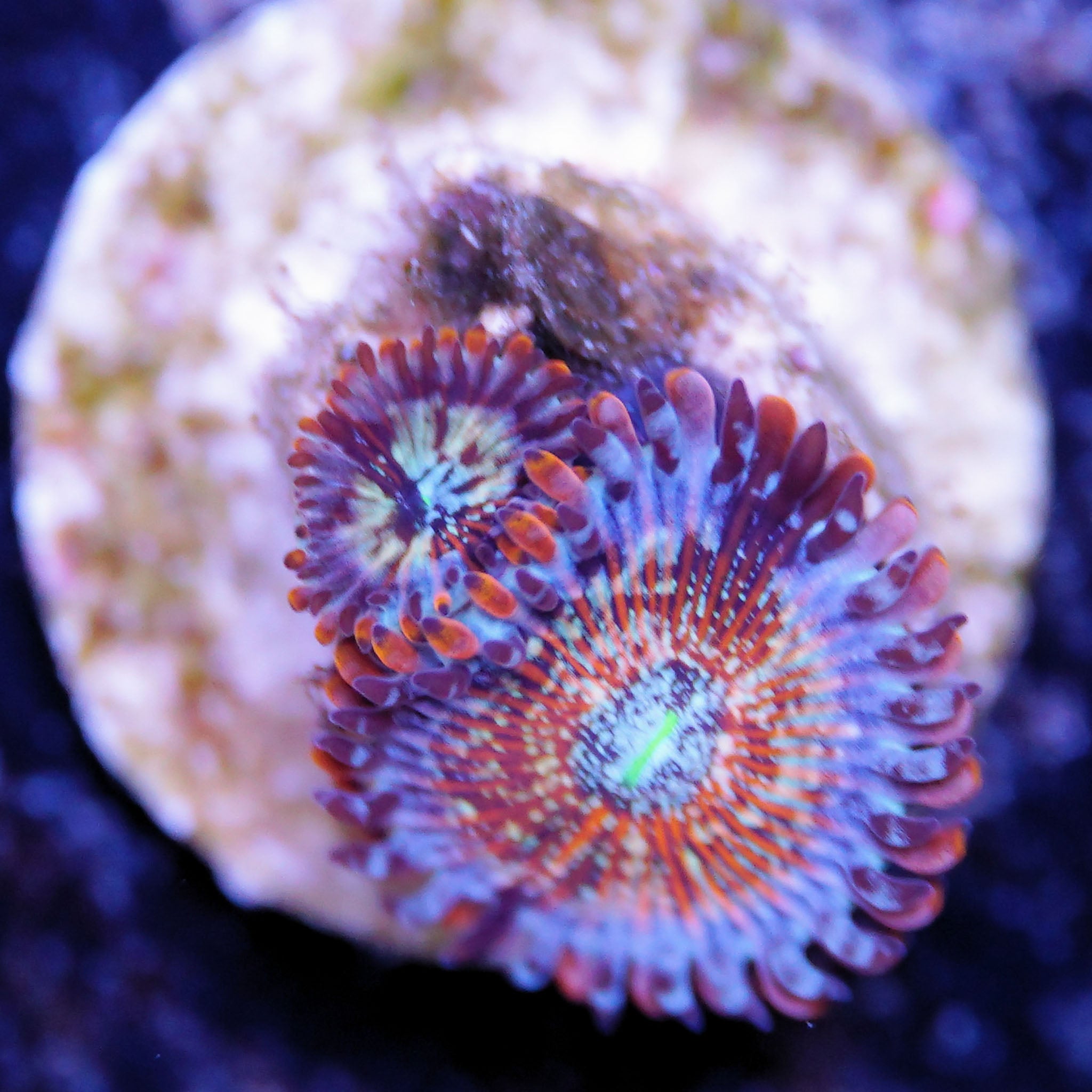 Zoanthus Seduction Korallenableger bei Tageslicht