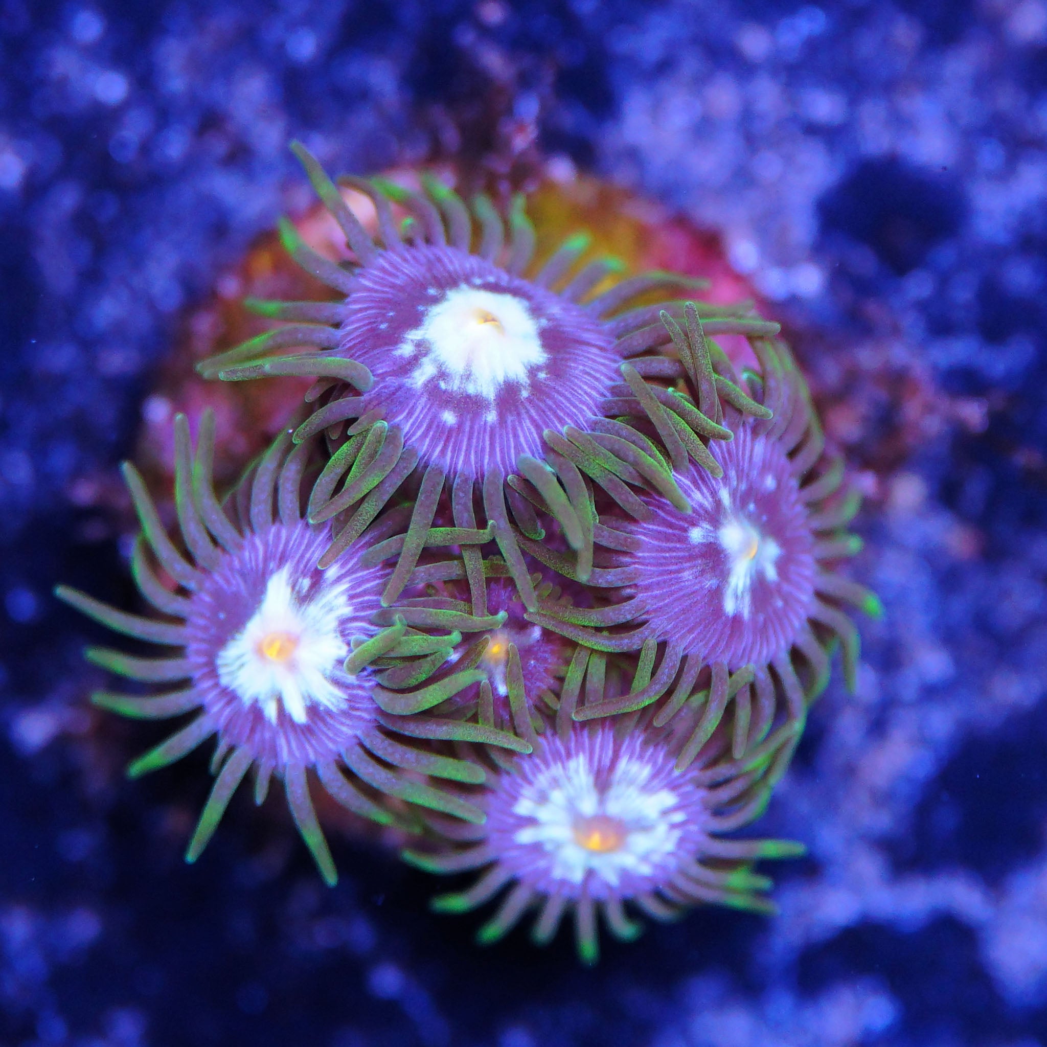 Zoanthus Stargazer Korallenableger bei Tageslicht