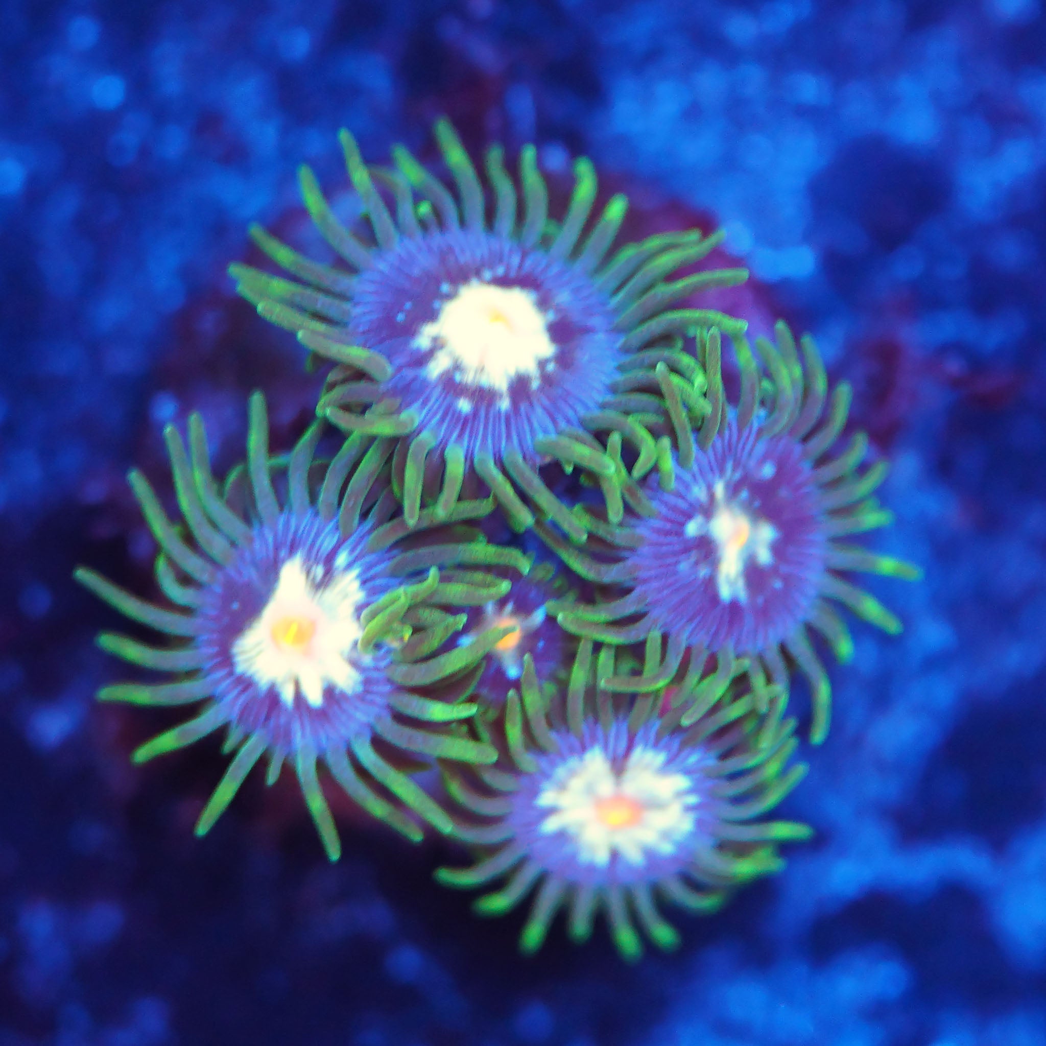 Zoanthus Stargazer Korallenableger bei Blaulicht