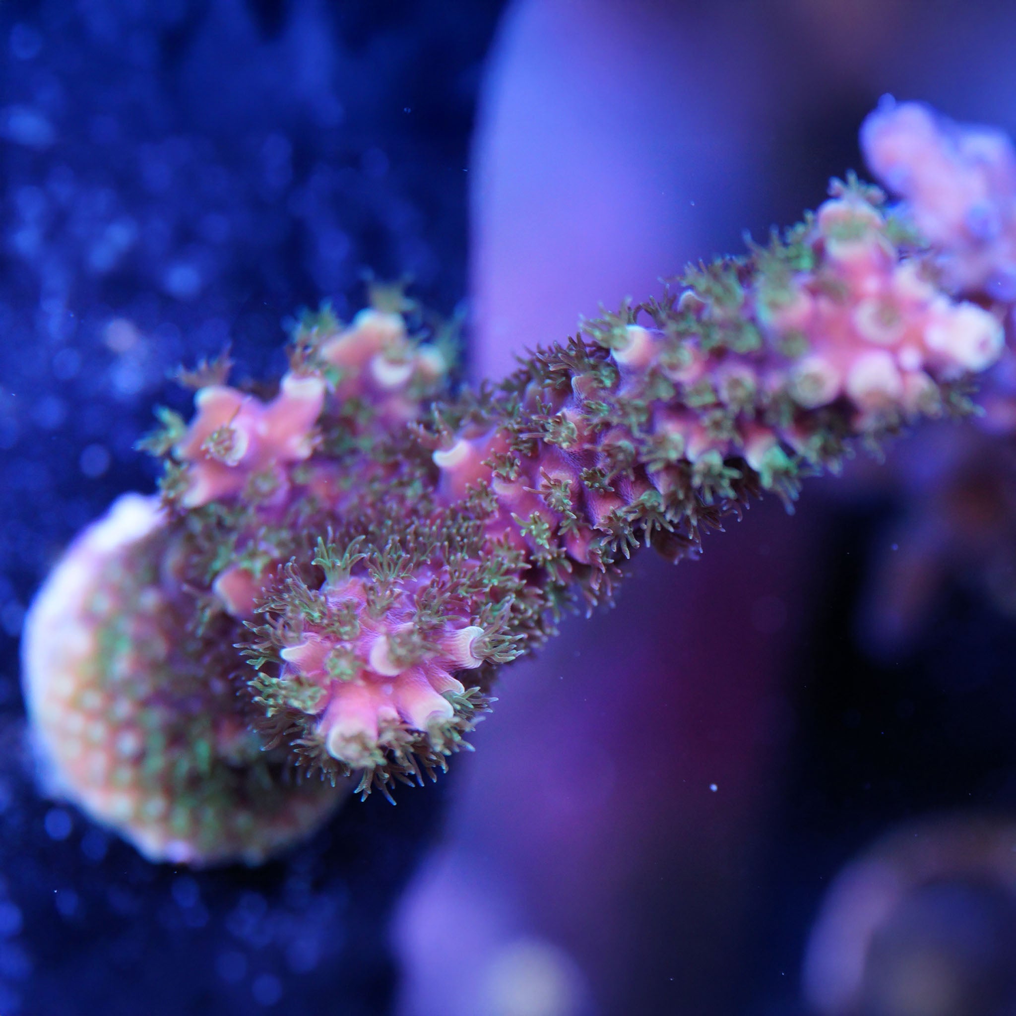 Acropora Dragonsbreath - Nachzuchtkoralle