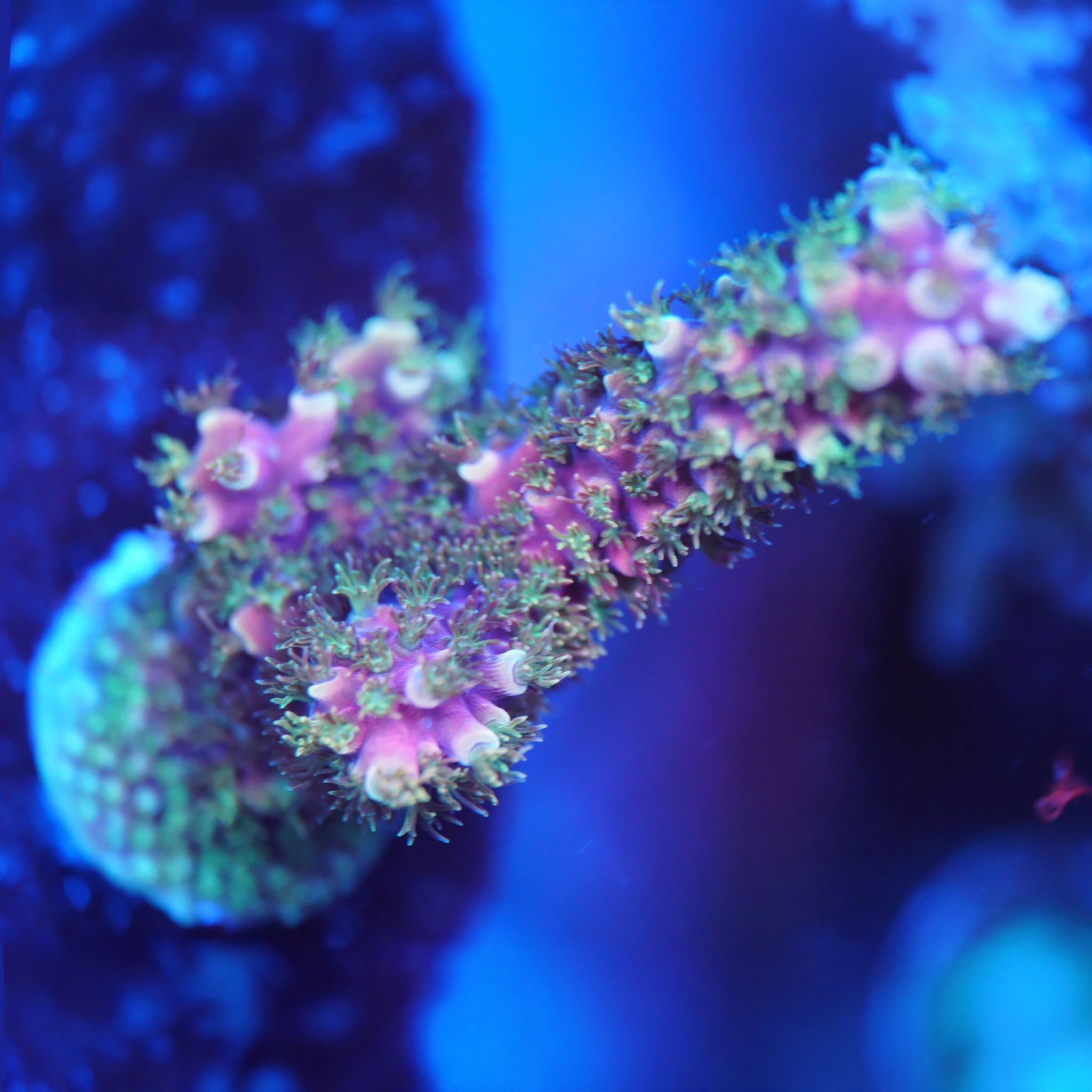 Acropora Dragonsbreath - Nachzuchtkoralle