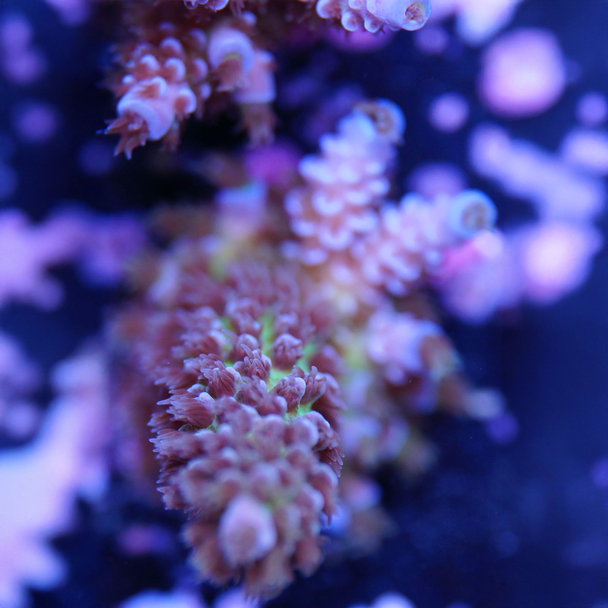 Acropora tenuis - Nachzuchtkoralle