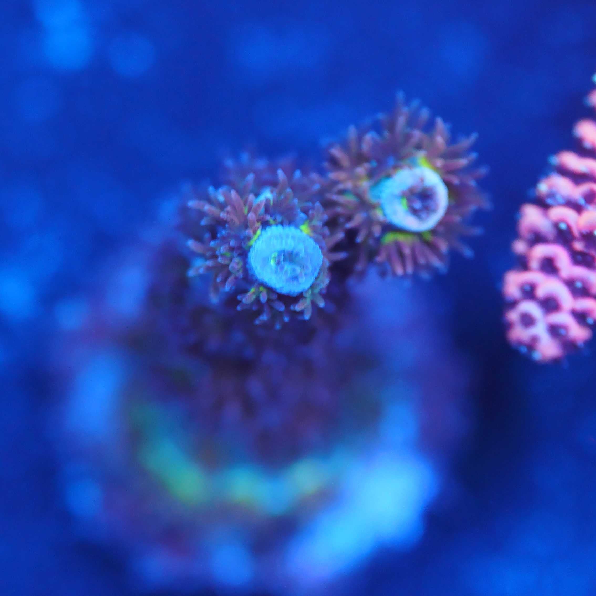 Acropora Tenuis Nachzuchtkoralle