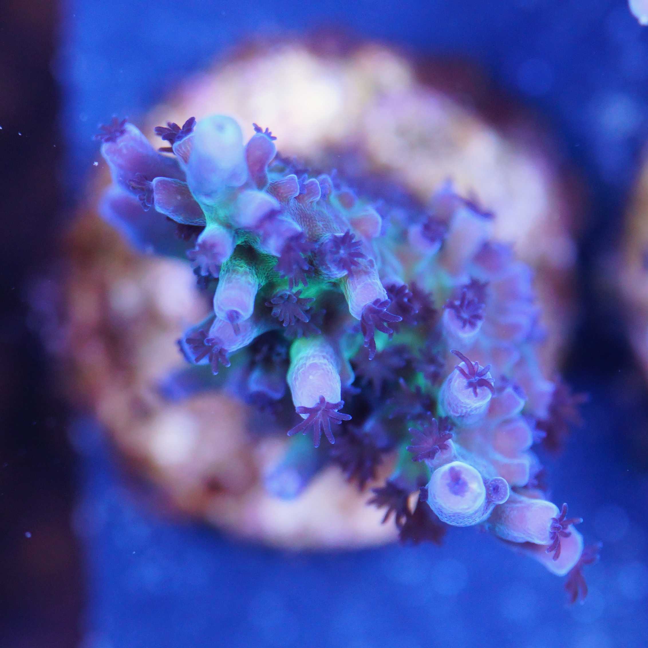 Acropora Tortuosa Miyagi