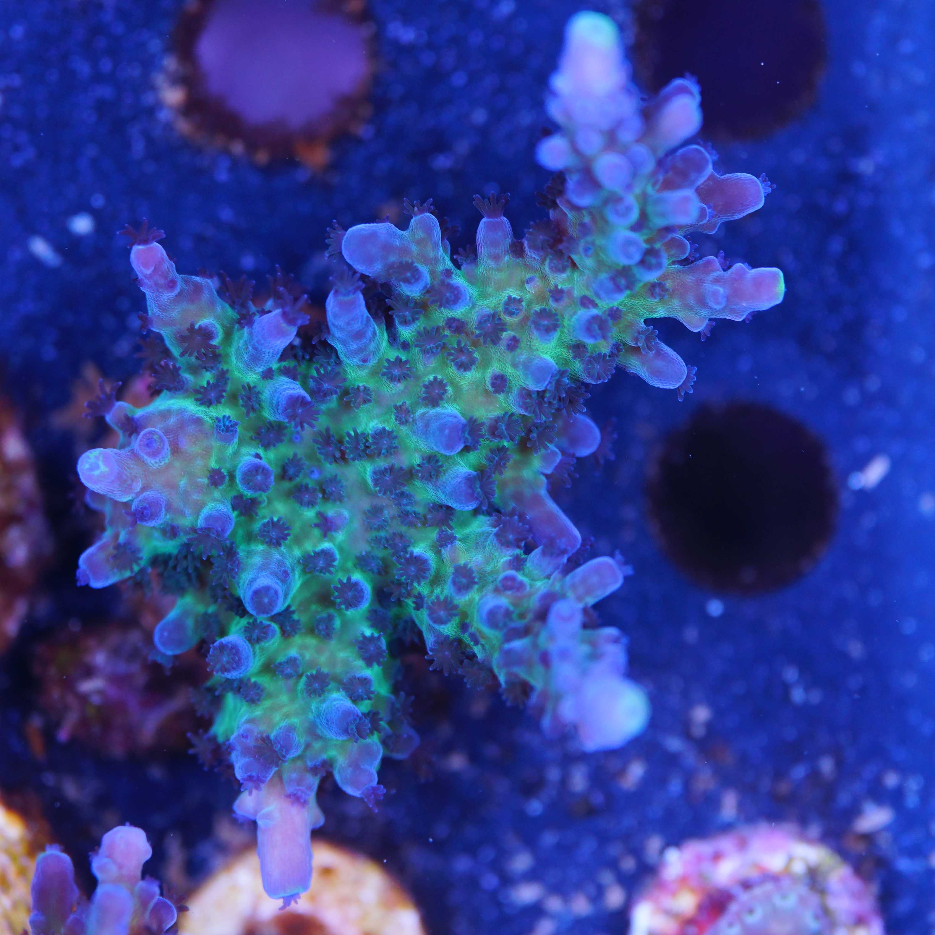 Acropora Tortuosa Miyagi