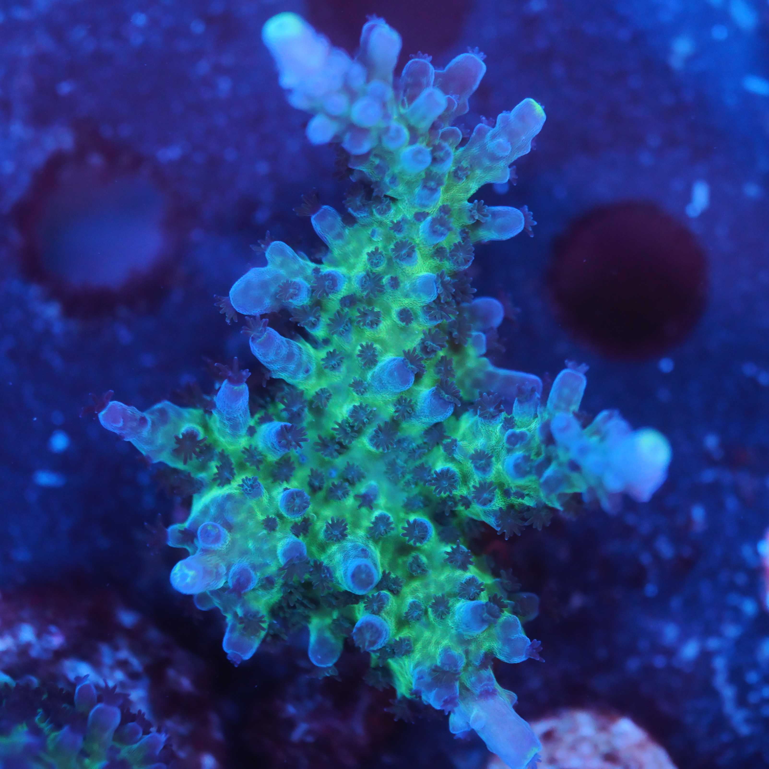 Acropora Tortuosa Miyagi