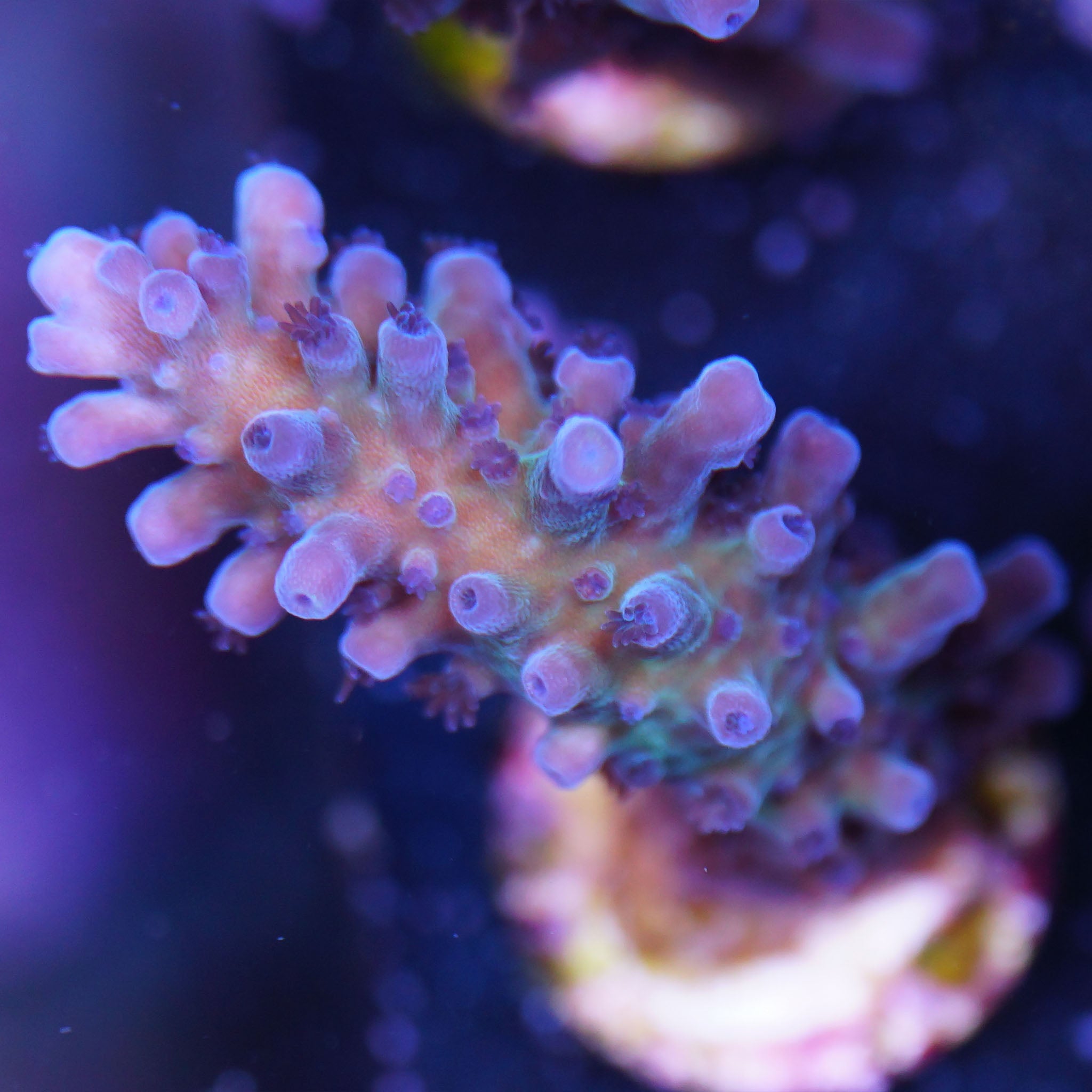 Acropora Tortuosa Miyagi - Nachzuchtkoralle