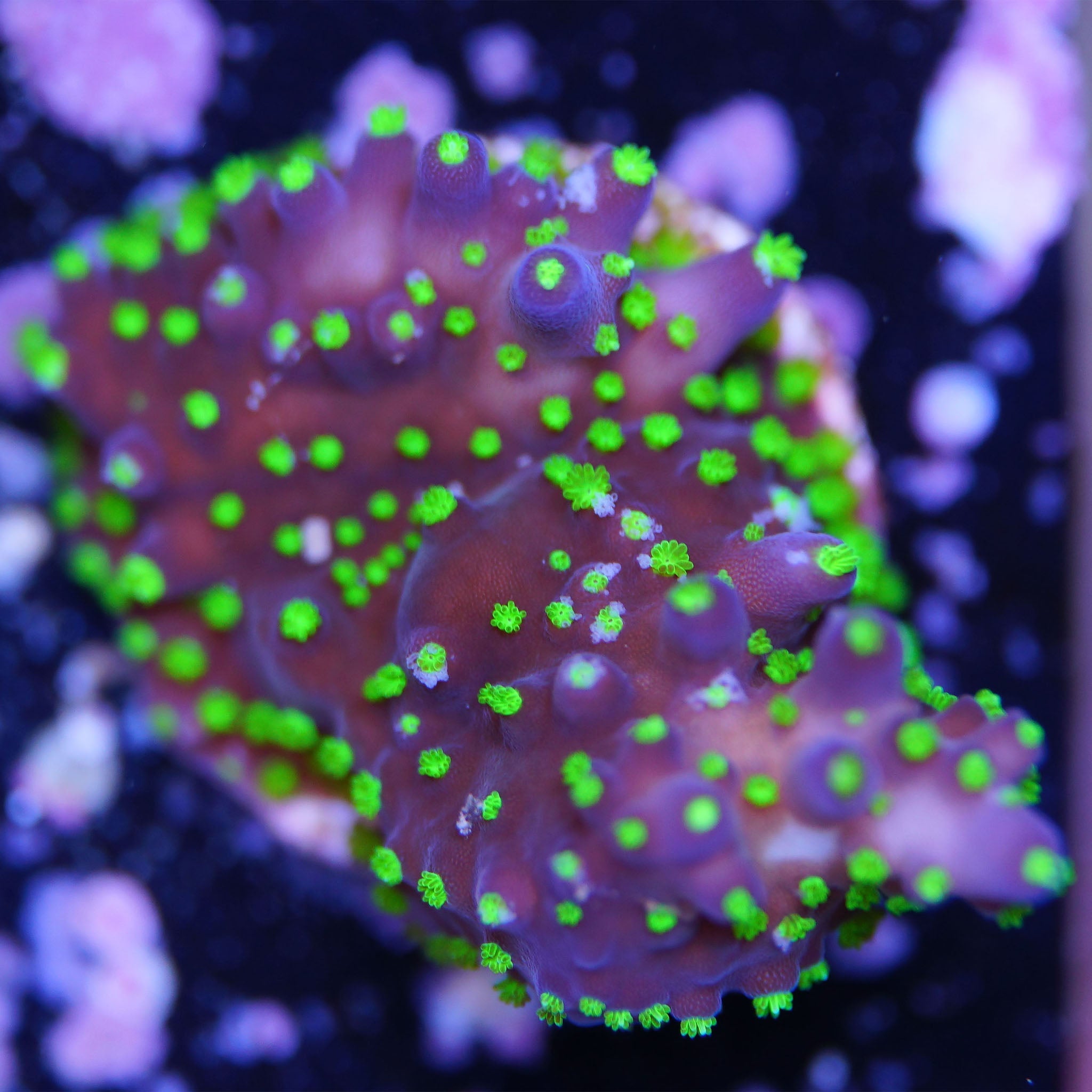 Acropora tri - color - Nachzuchtkoralle