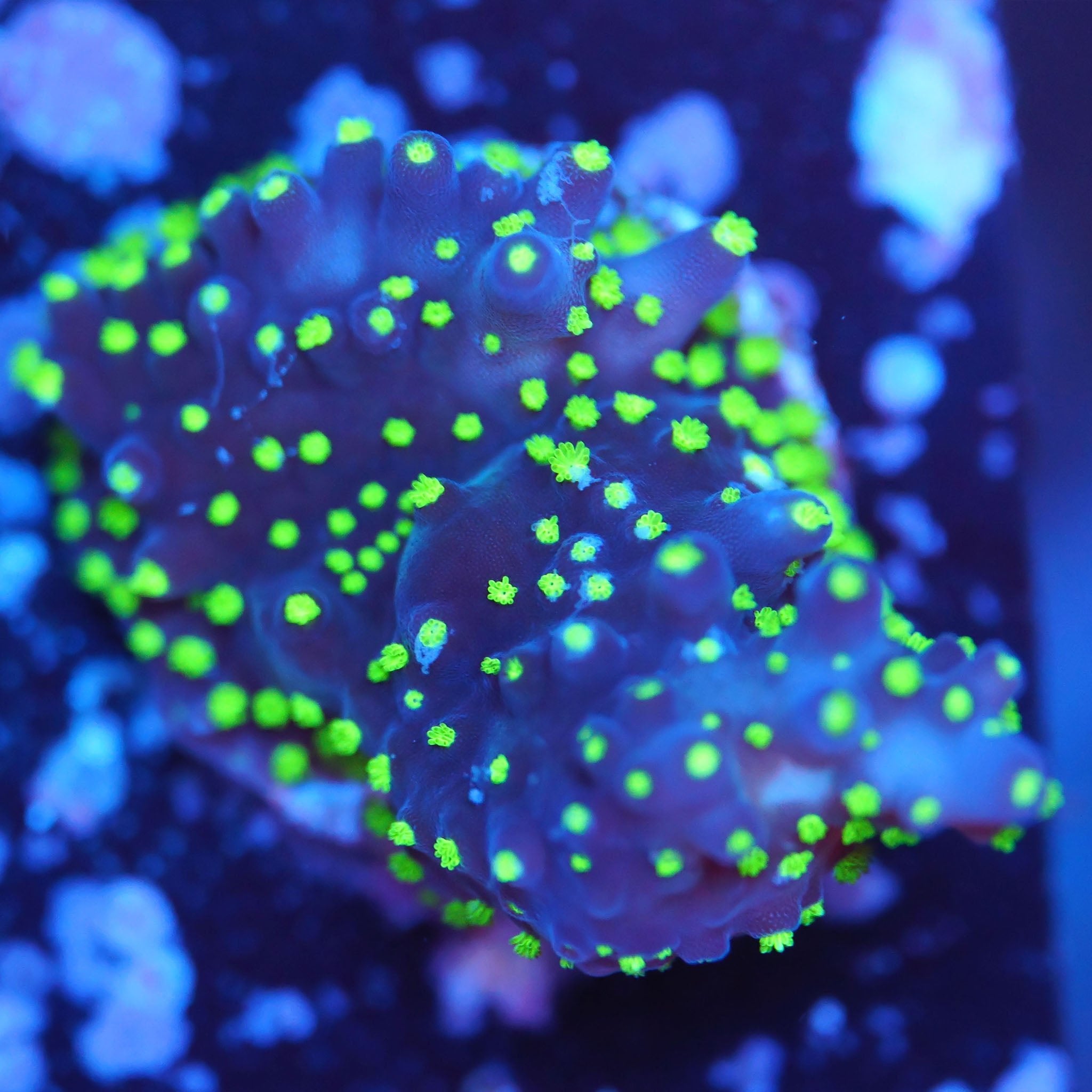 Acropora tri - color - Nachzuchtkoralle