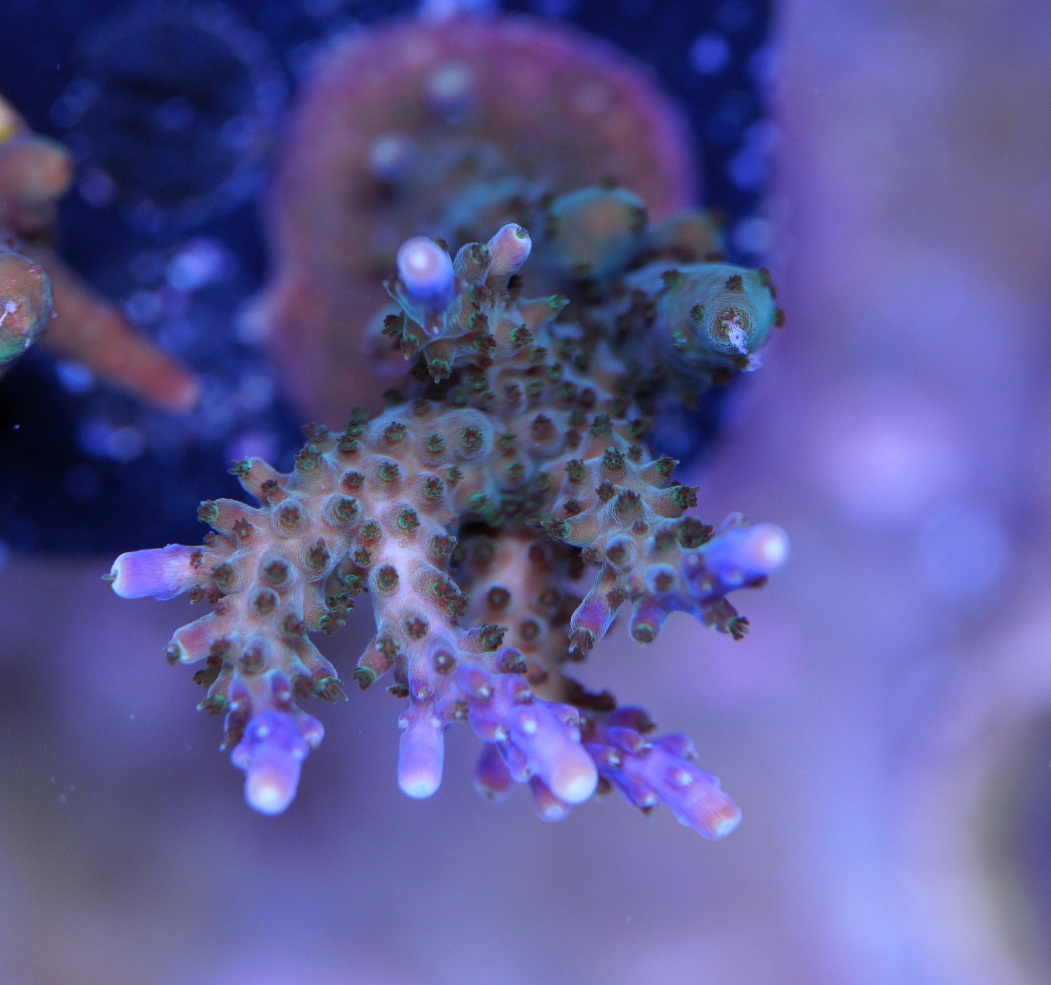 Acropora Valida Purple Beauty - Nachzuchtkoralle