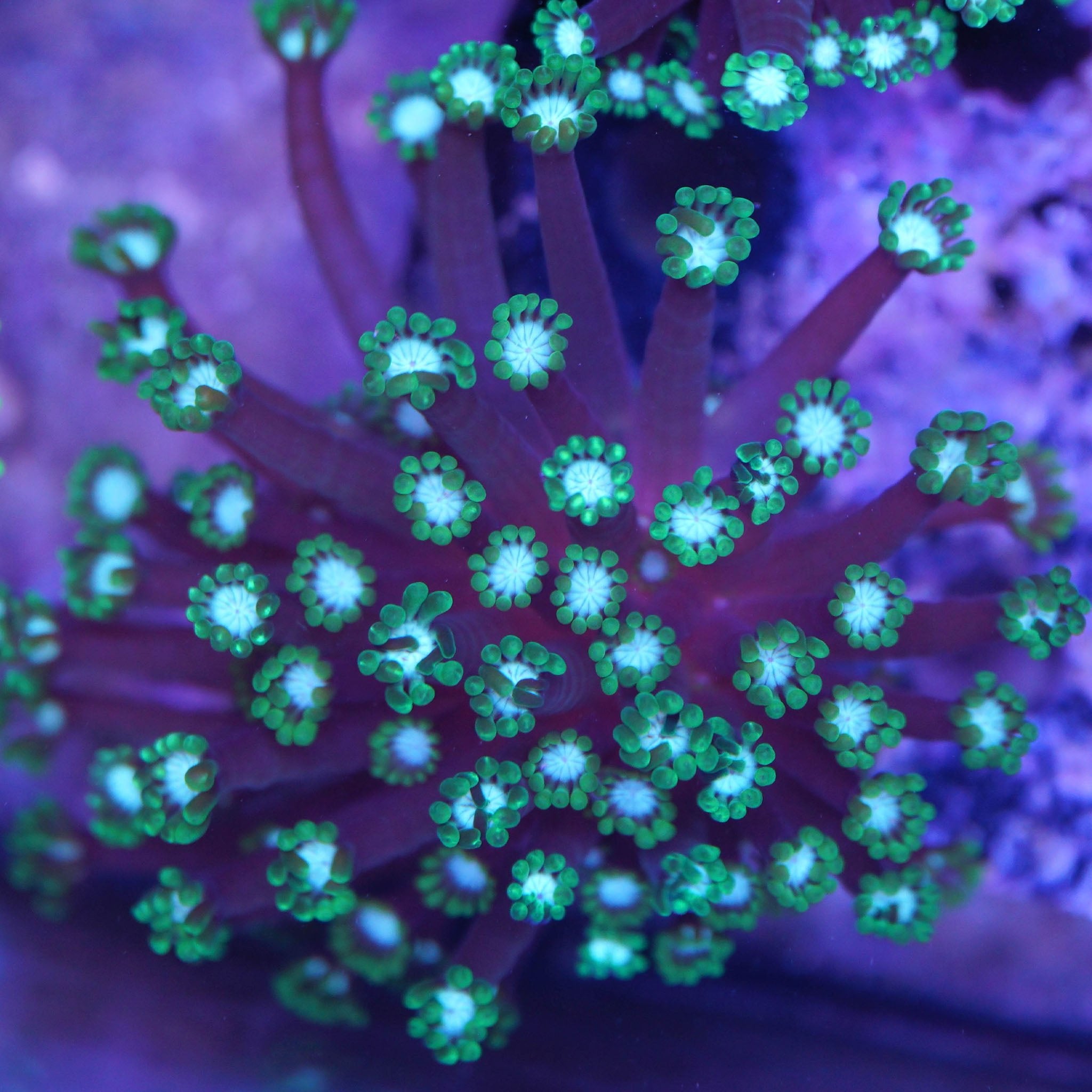 Alveopora grün weiß - Nachzuchtkoralle