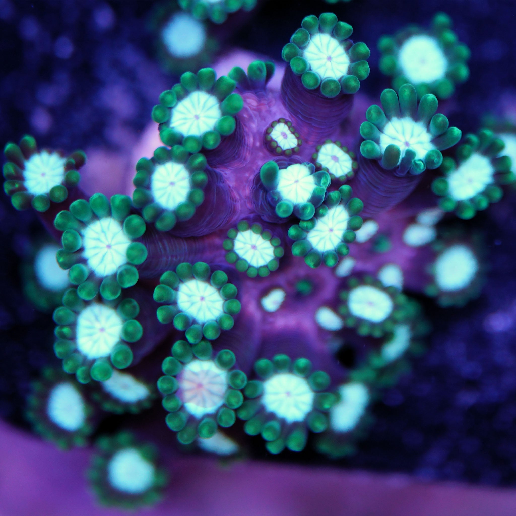 Alveopora grün weiß - Nachzuchtkoralle