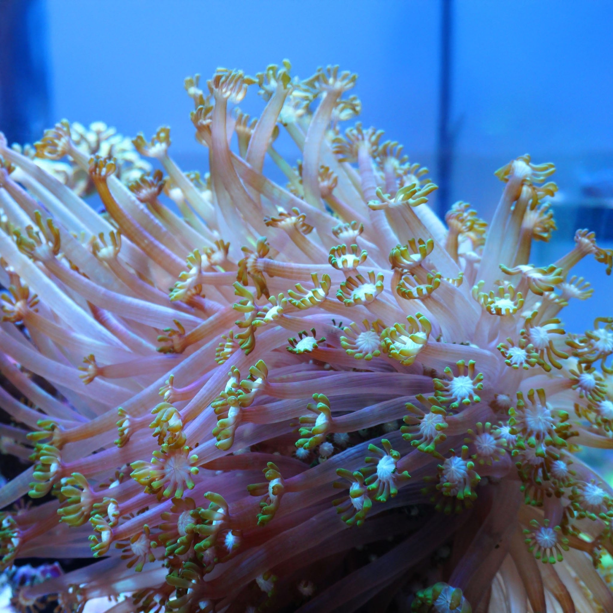 Alveopora grün weiß - Nachzuchtkoralle