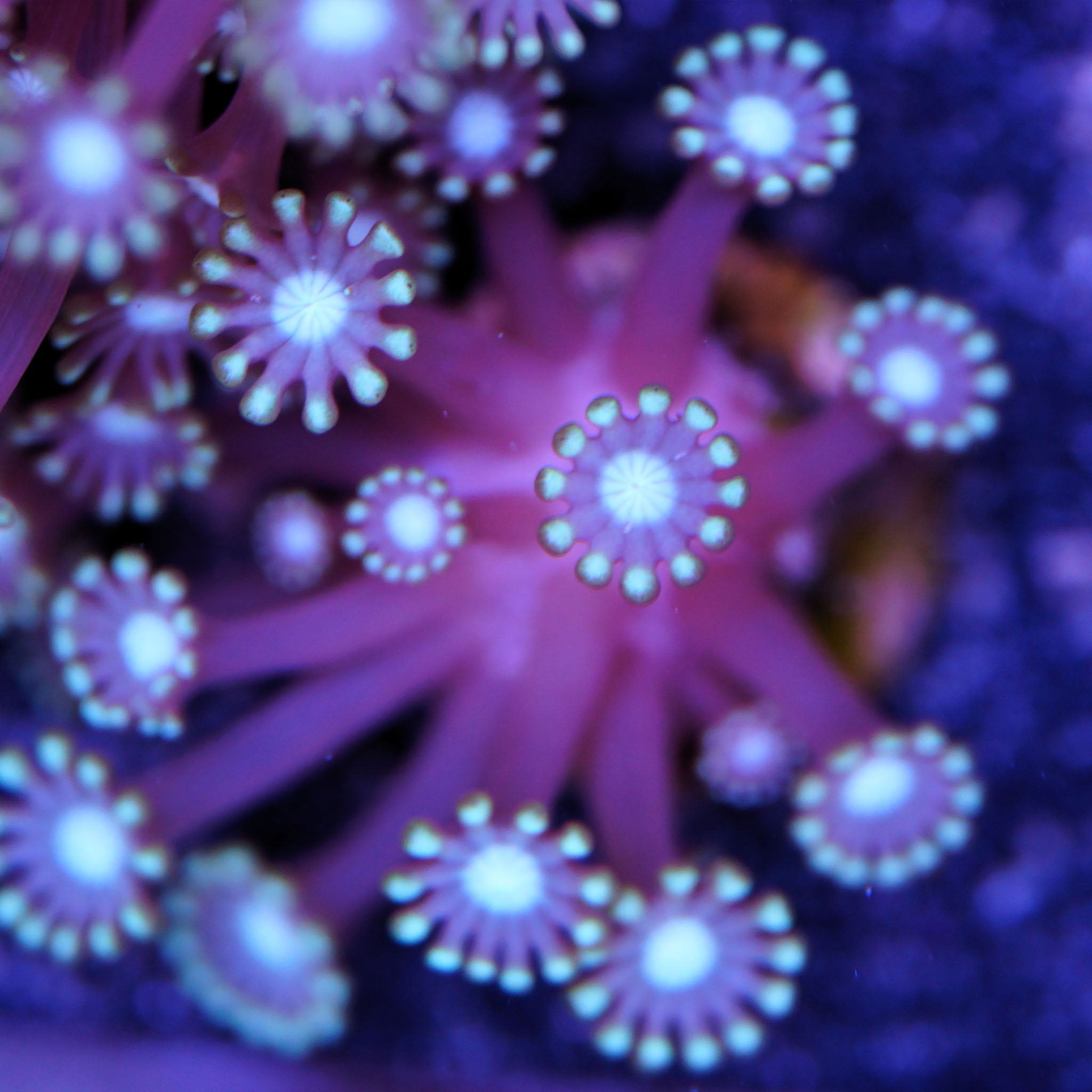 Alveopora hell (klein) WYSIWYG - Nachzuchtkoralle