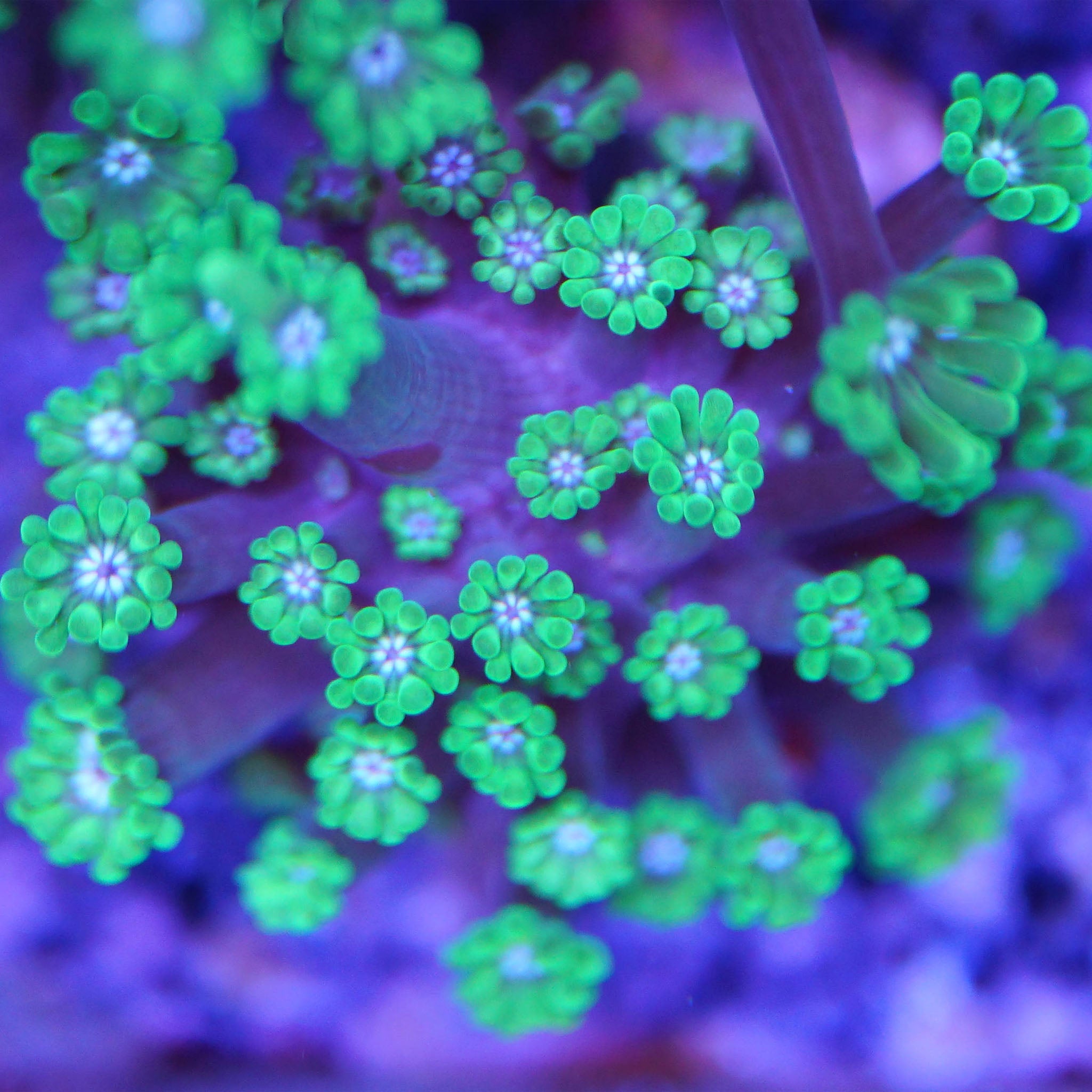 Alveopora tizardi - Nachzuchtkoralle