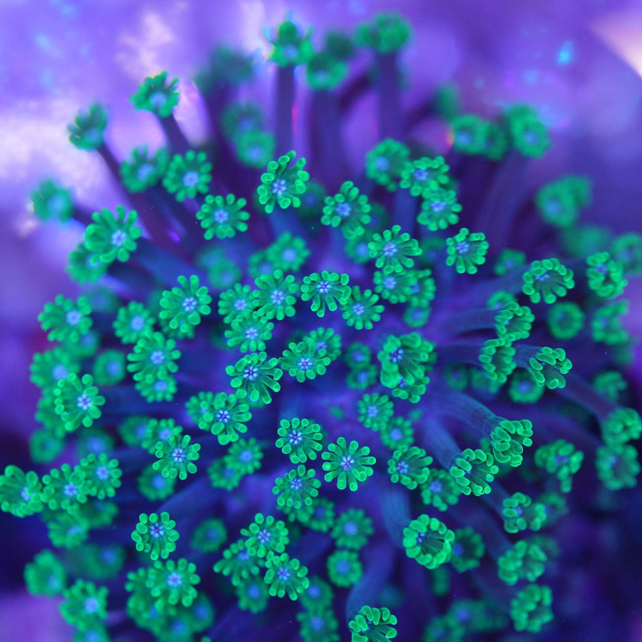 Alveopora tizardi - Nachzuchtkoralle