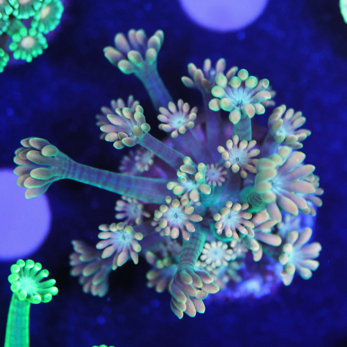 Alveopora gold-green