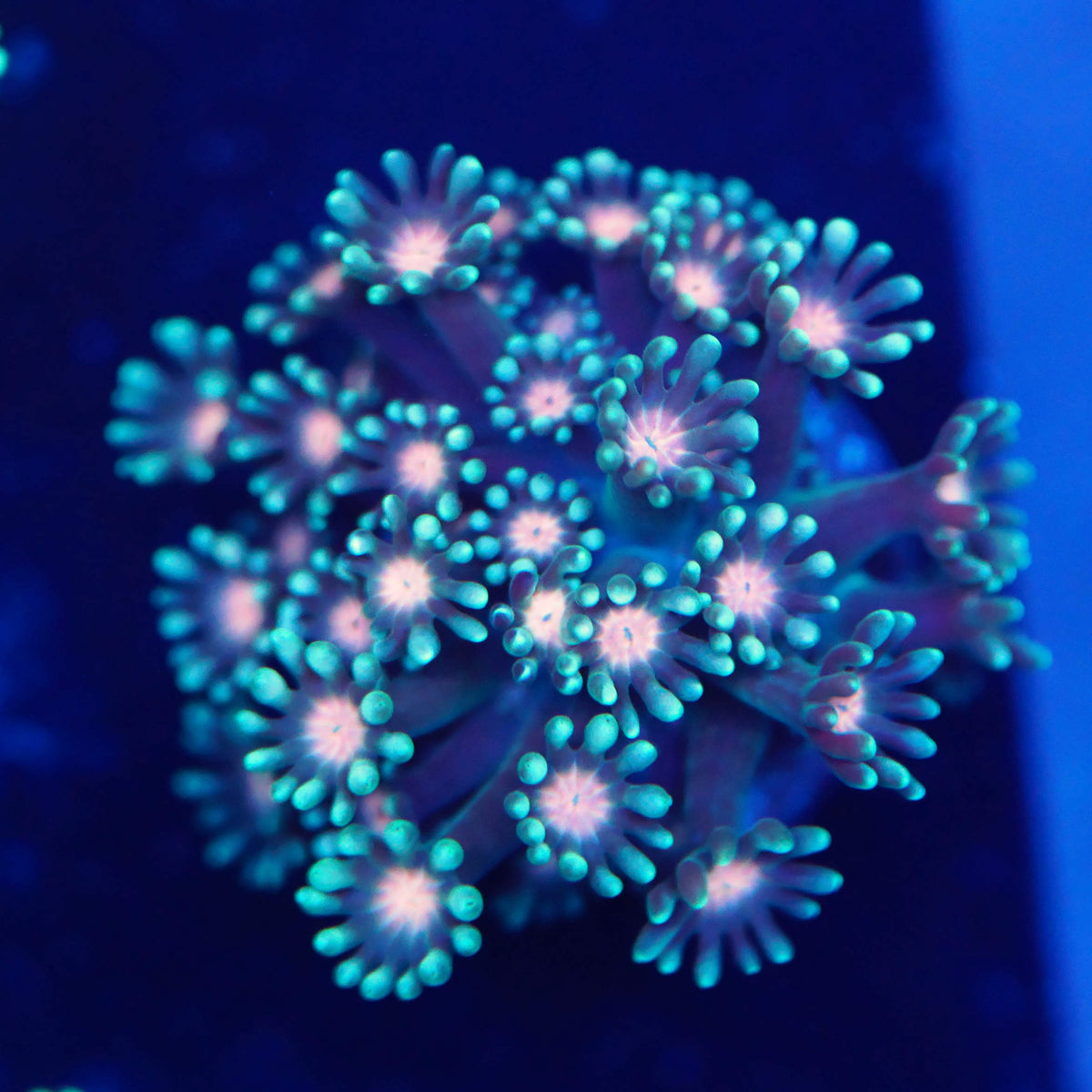 Alveopora green orange bi-color