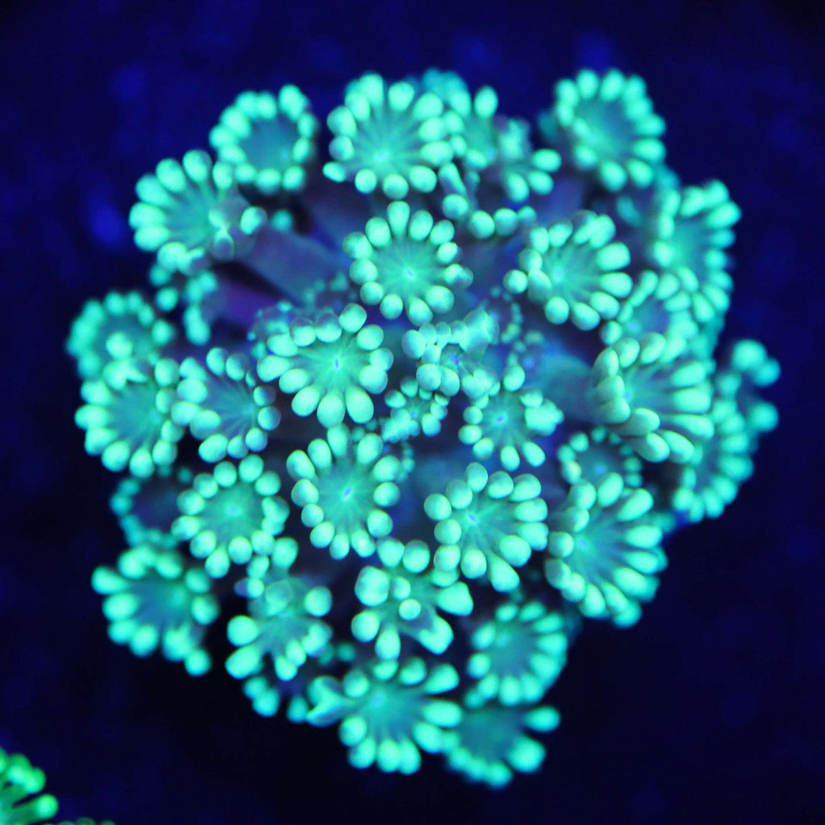 Alveopora mint grün