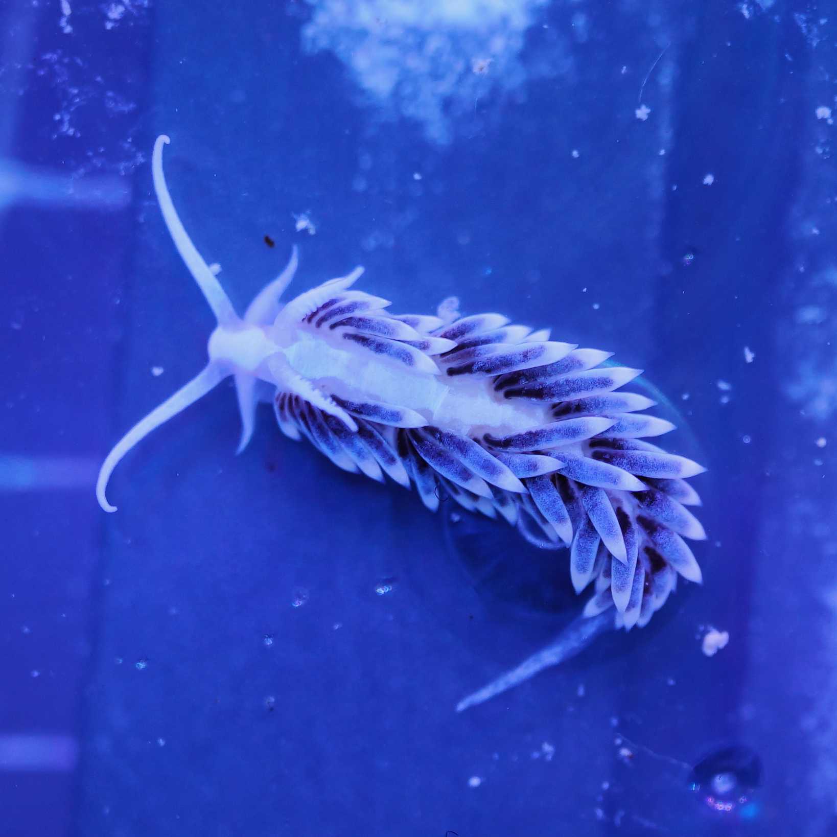 einzelen Berghia Schnecke