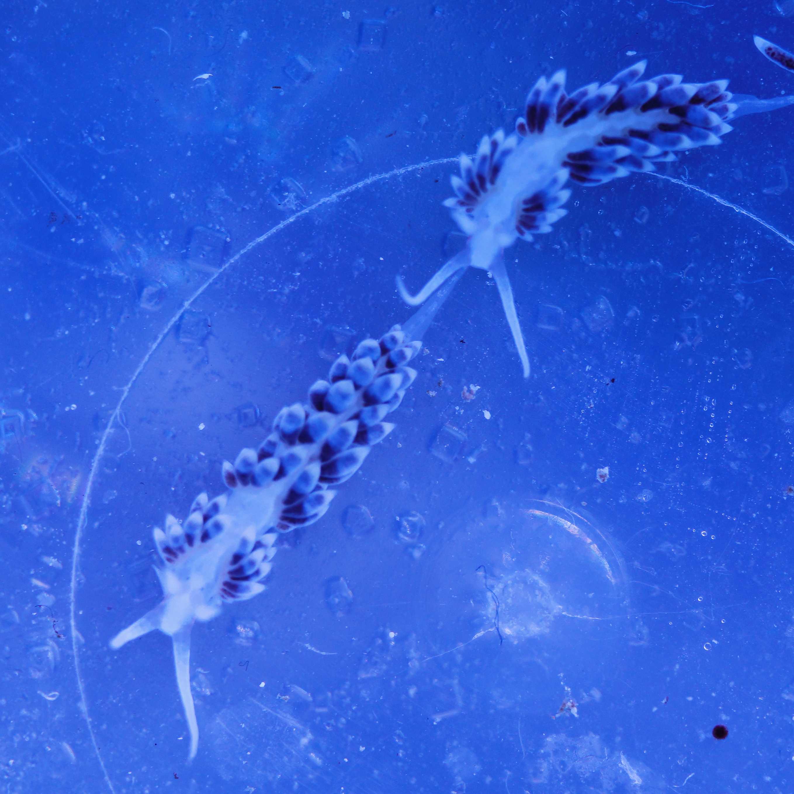 zwei berghia schnecken