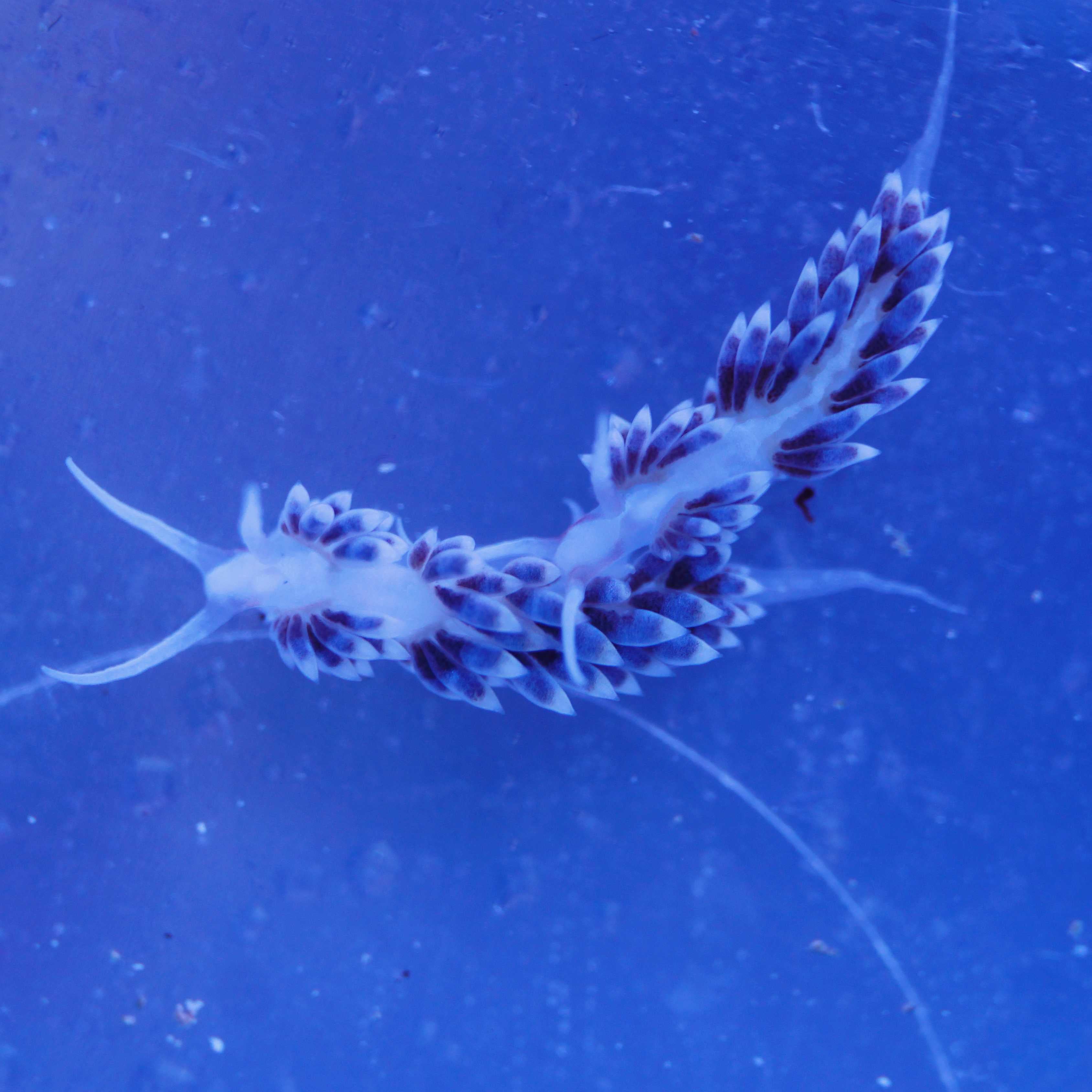 zwei berghia stephanieae schnecken